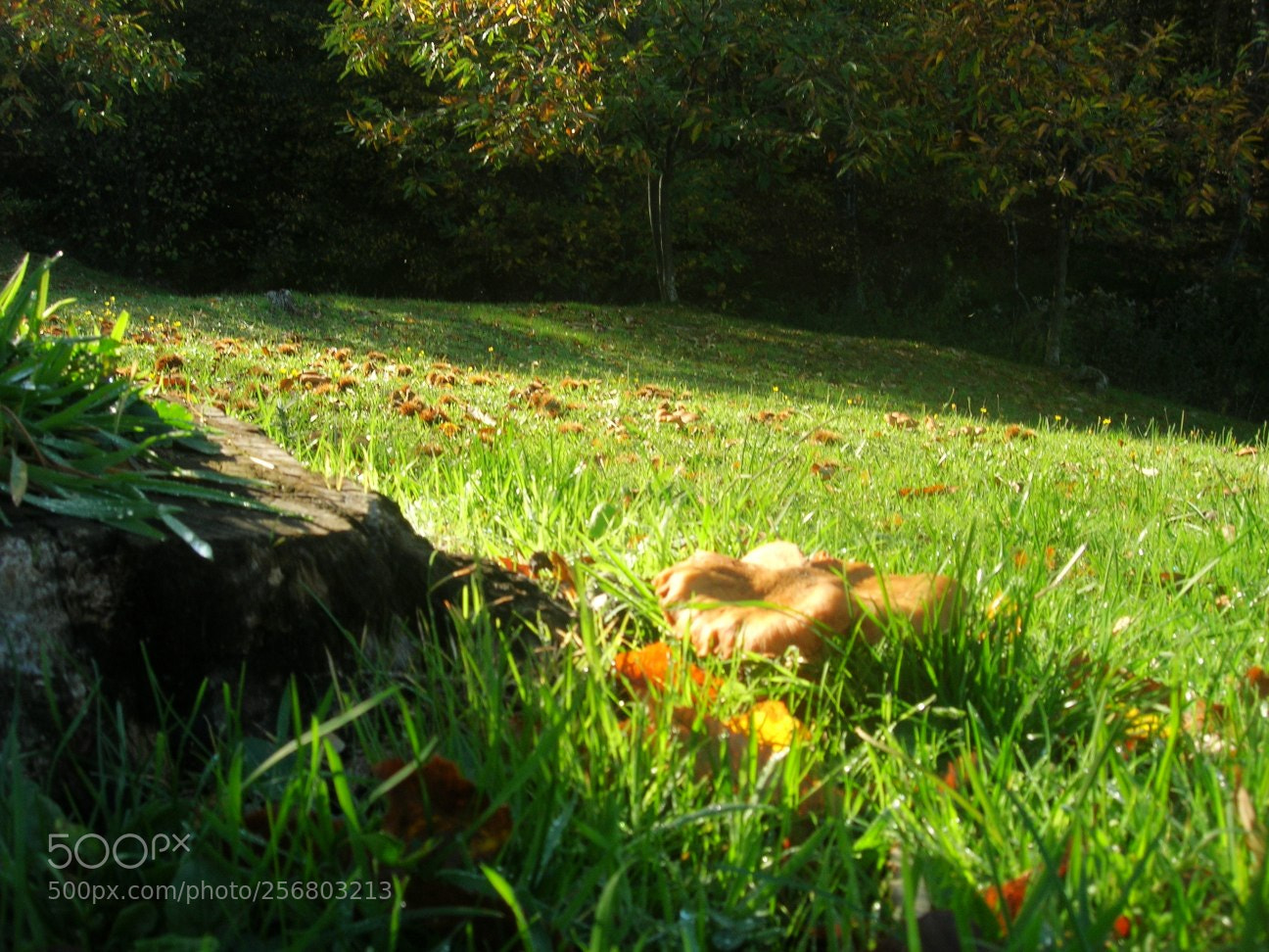 Nikon E5900 sample photo. Version photography