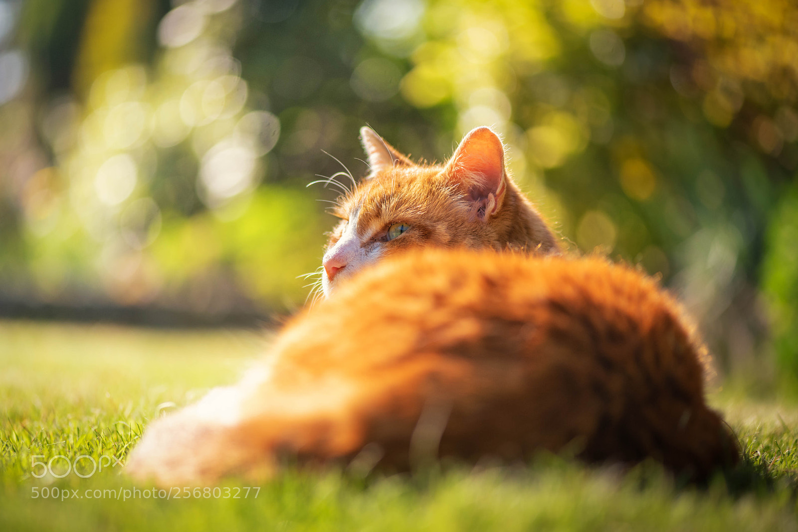 Nikon D750 sample photo. Ginger cat in the photography