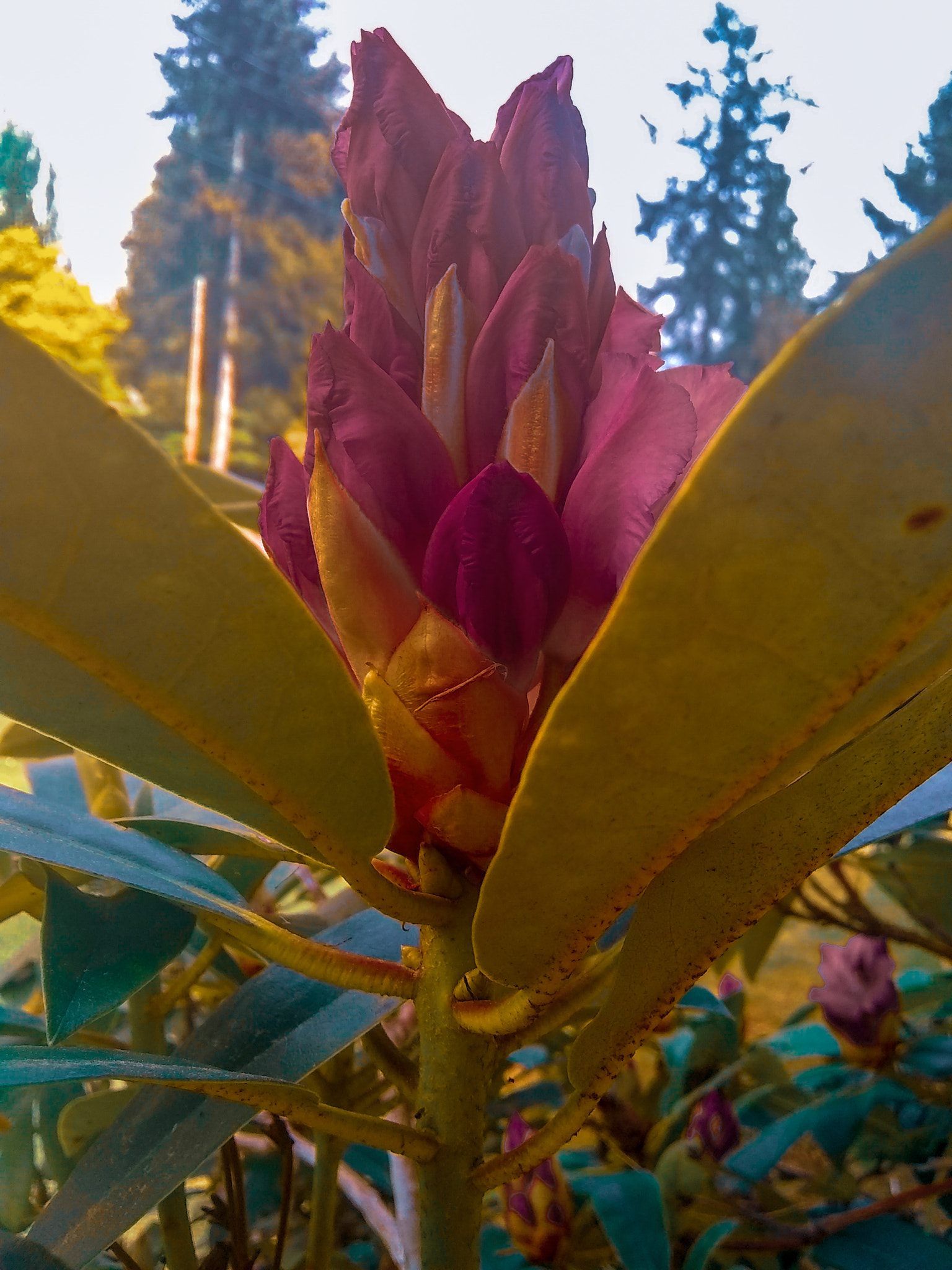 Motorola Moto E4 sample photo