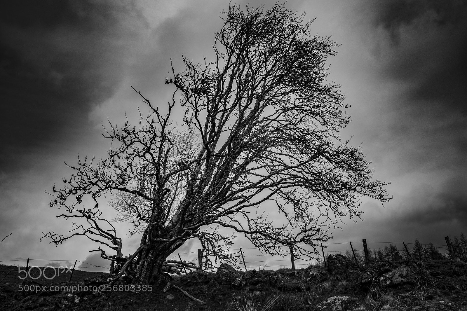 Fujifilm X-T2 sample photo. Scotland 2018, 3768 270 bw photography
