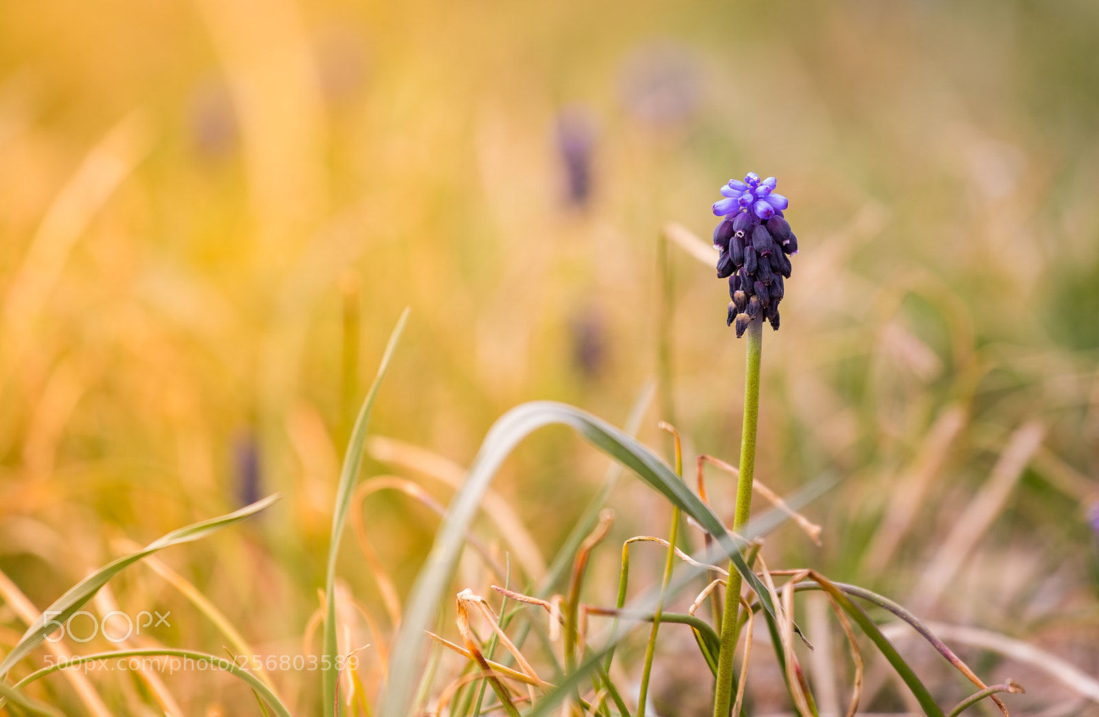 Canon EOS 6D sample photo. Subtle nature photography