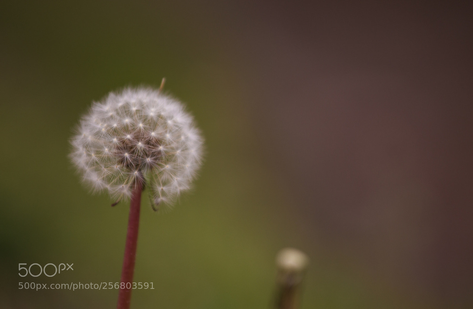 Canon EOS 6D sample photo. Subtle nature photography
