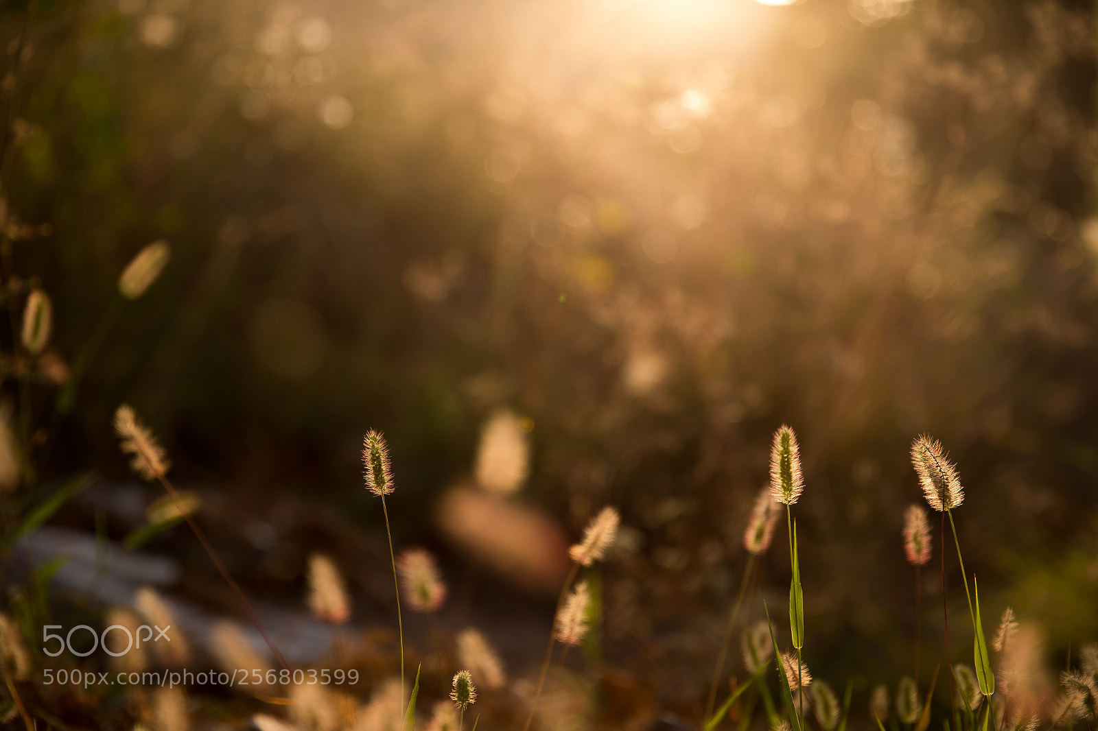 Canon EOS 6D sample photo. Subtle nature photography