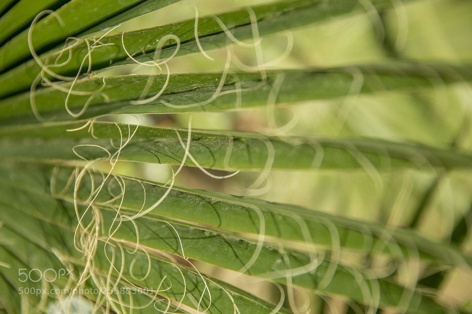 Canon EOS 6D sample photo. Subtle nature photography