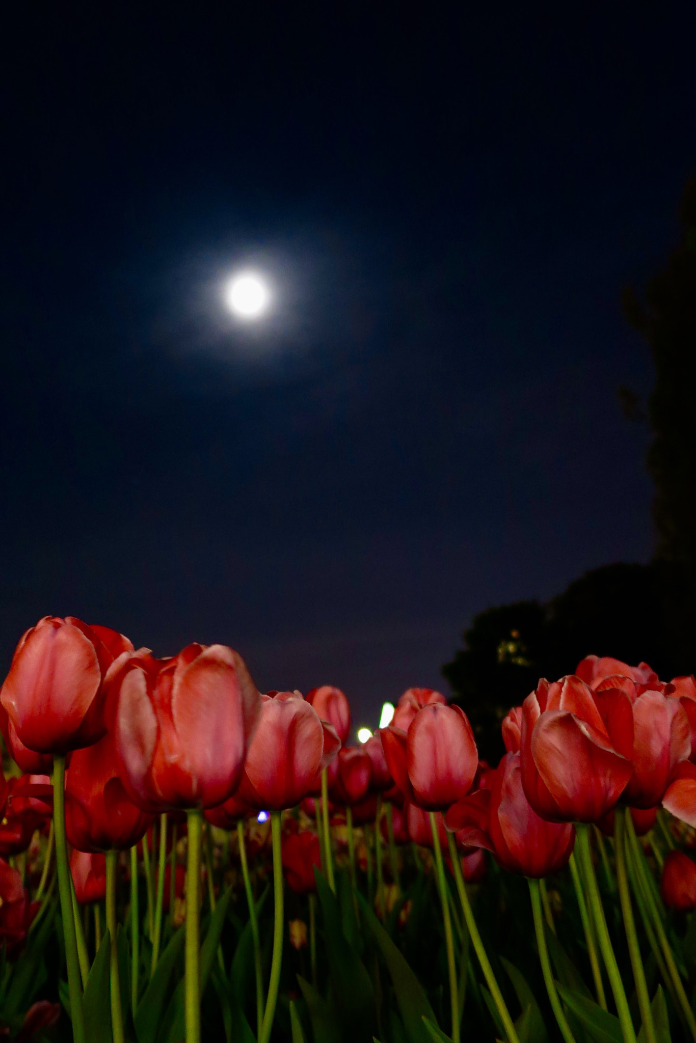 Canon PowerShot G1 X Mark II sample photo. Flowers in the night photography