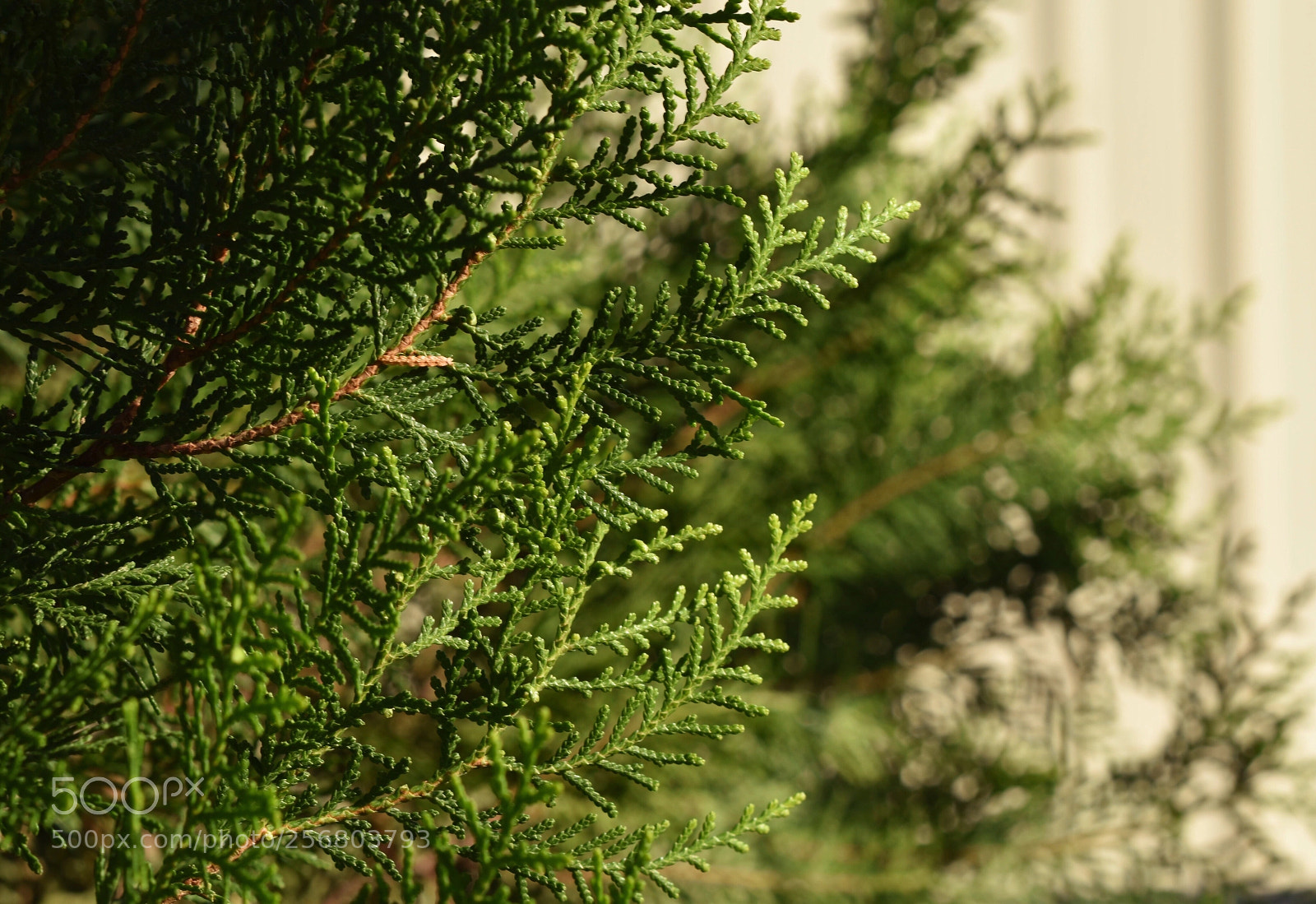 Nikon D5500 sample photo. Untitled photography