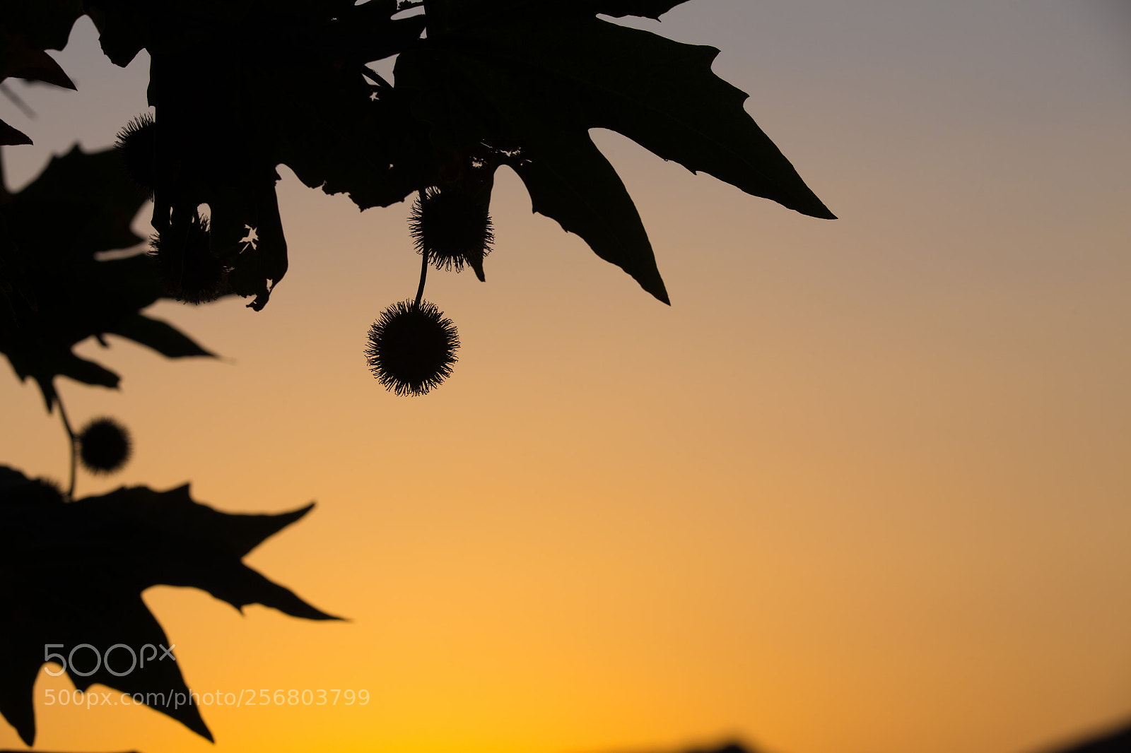 Canon EOS 6D sample photo. Subtle nature photography