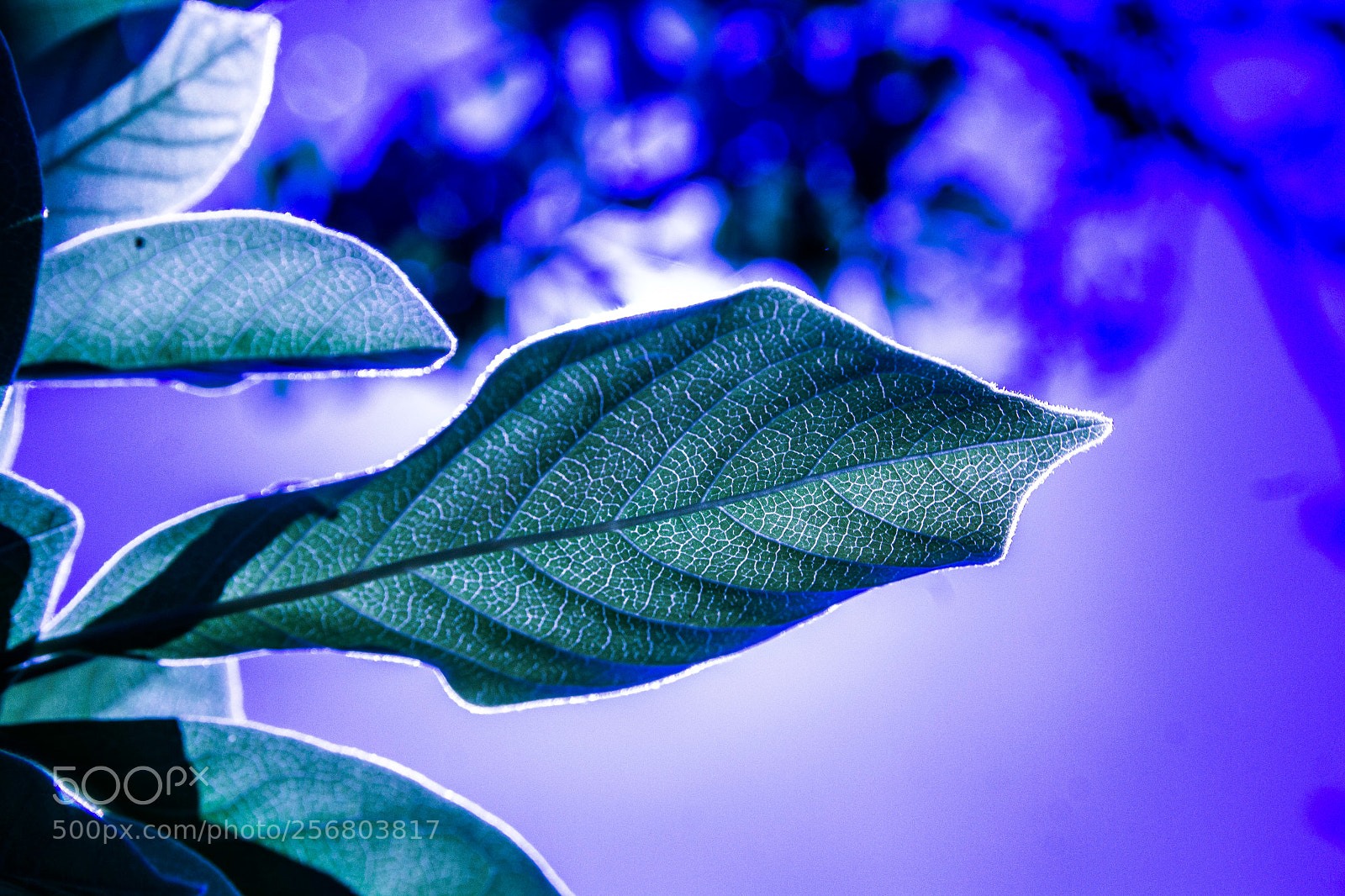 Canon EOS 1200D (EOS Rebel T5 / EOS Kiss X70 / EOS Hi) sample photo. Magnolia leaf photography