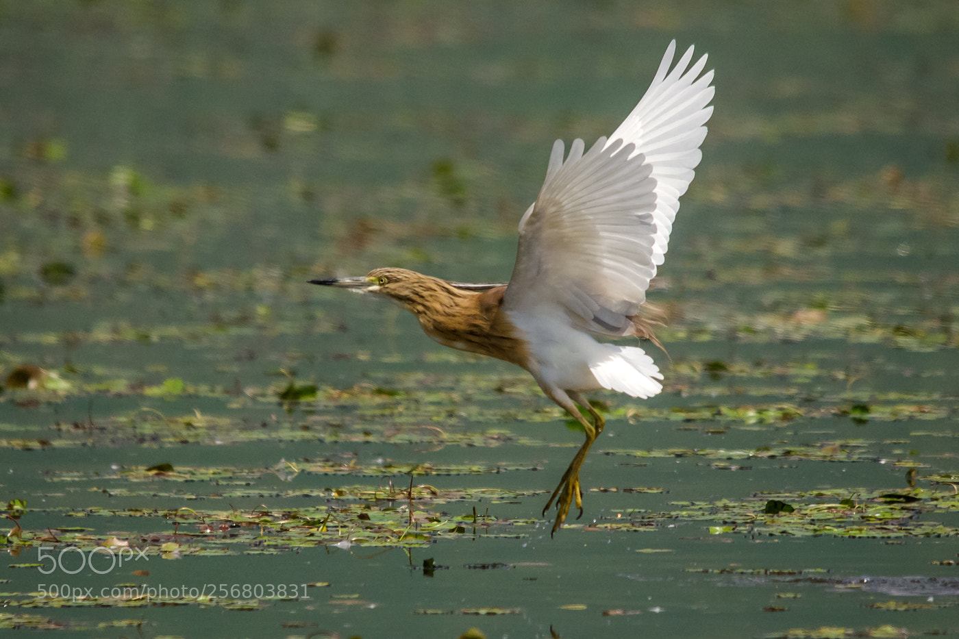 Nikon D7000 sample photo. Heron in flight photography