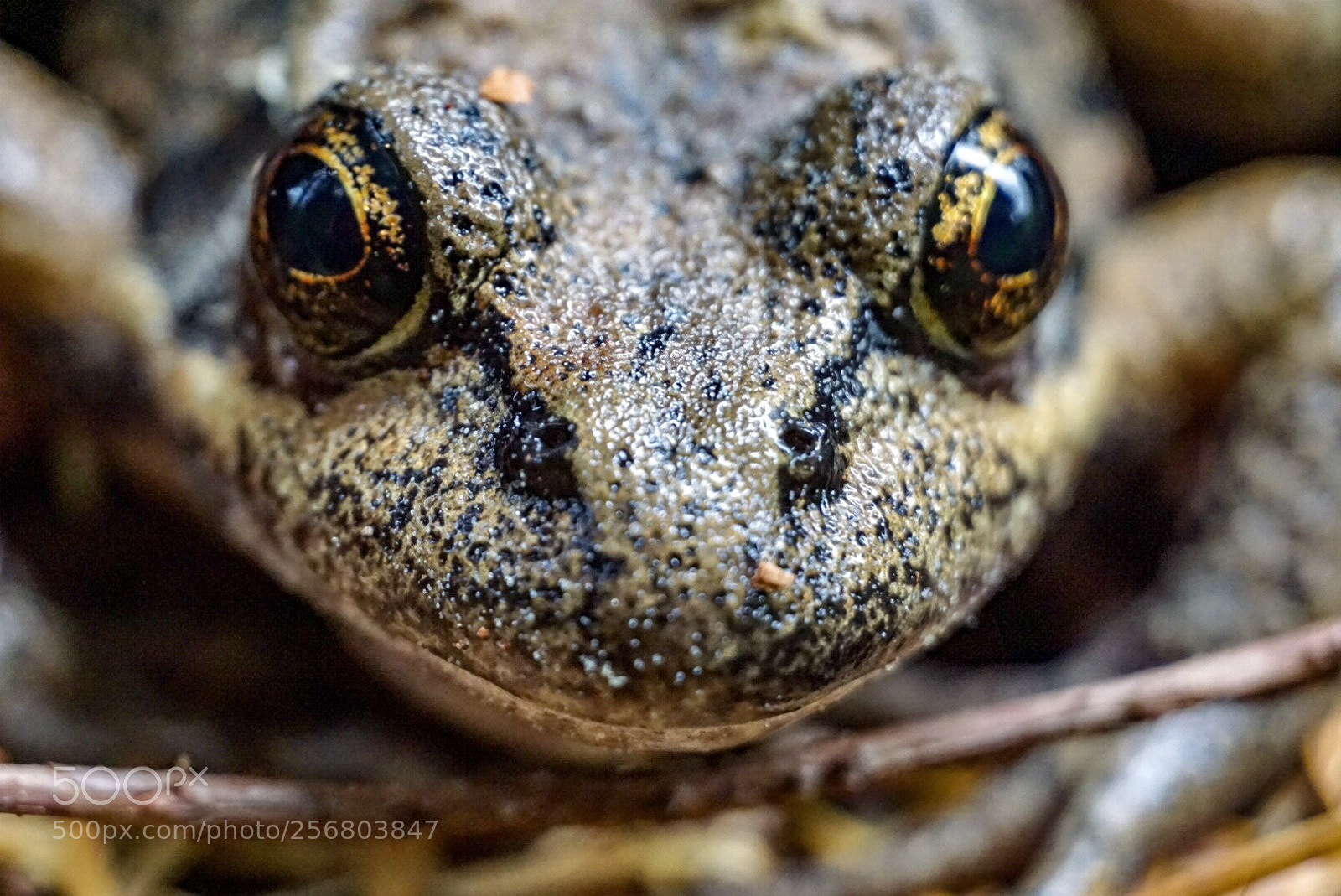 Sony a6000 sample photo. Forest dweller  photography