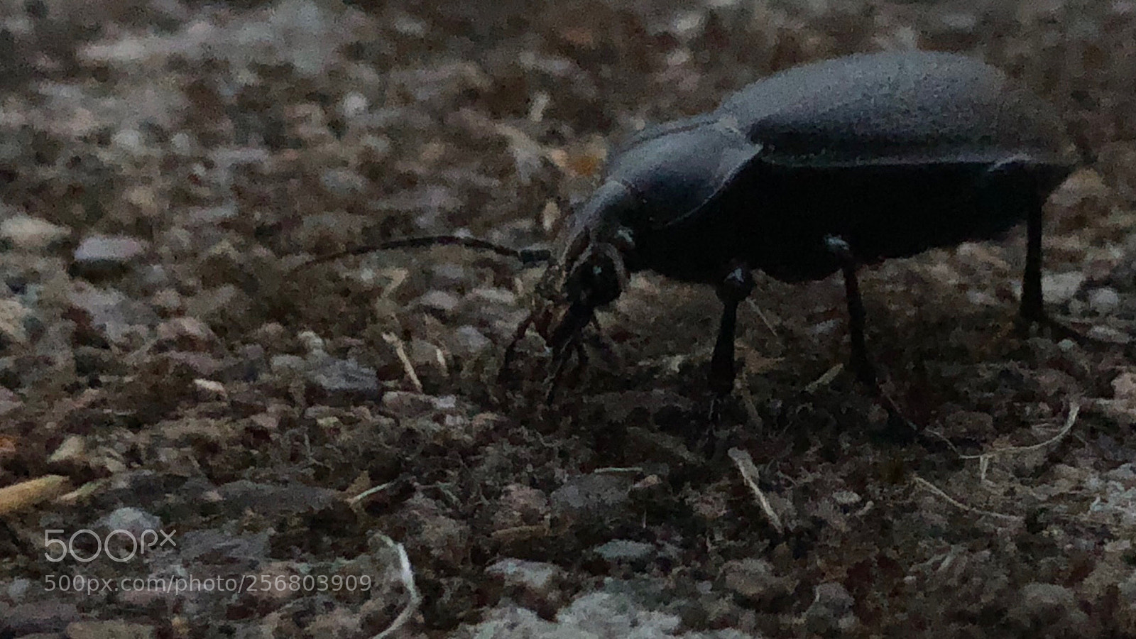 Apple iPhone X sample photo. Etrange animal photography
