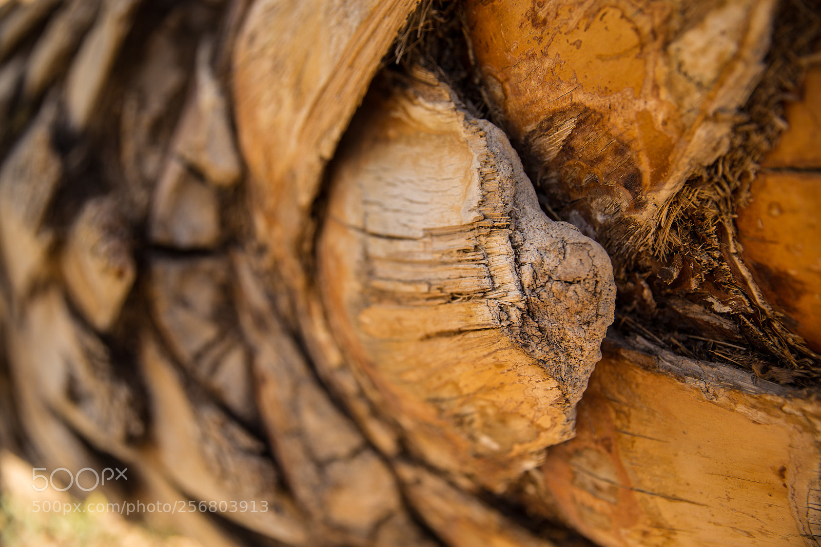 Canon EOS 6D sample photo. Palm tree photography
