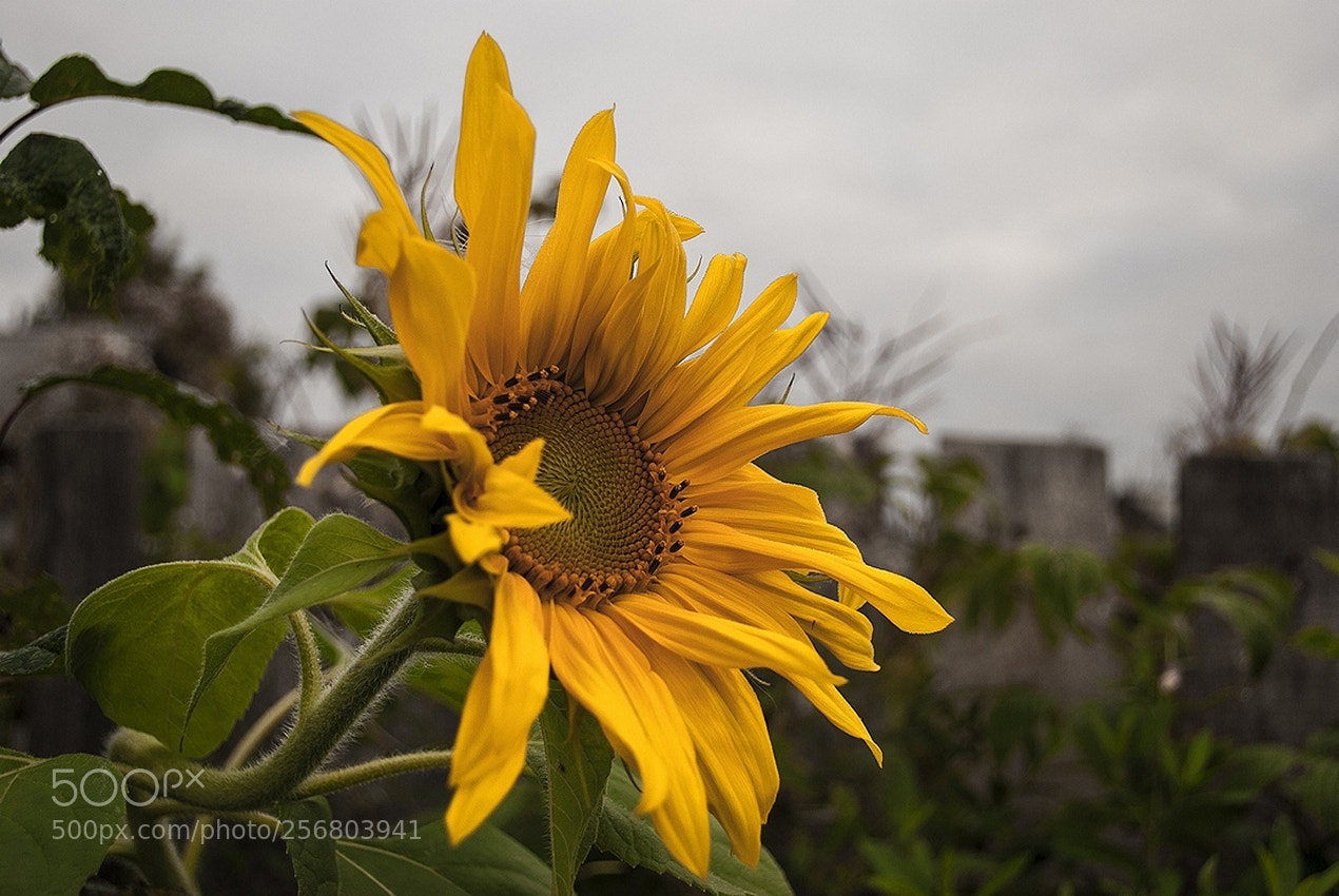 Nikon D60 sample photo. Подсолнух photography