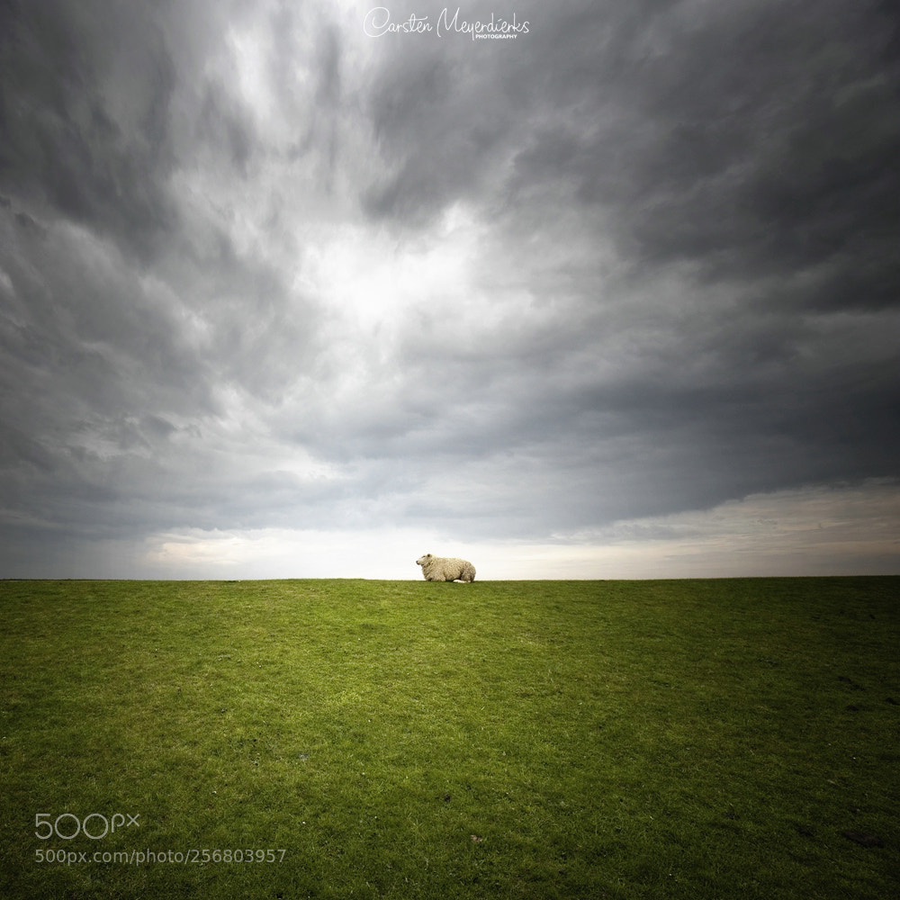 Canon EOS 6D sample photo. Chilling sheep photography