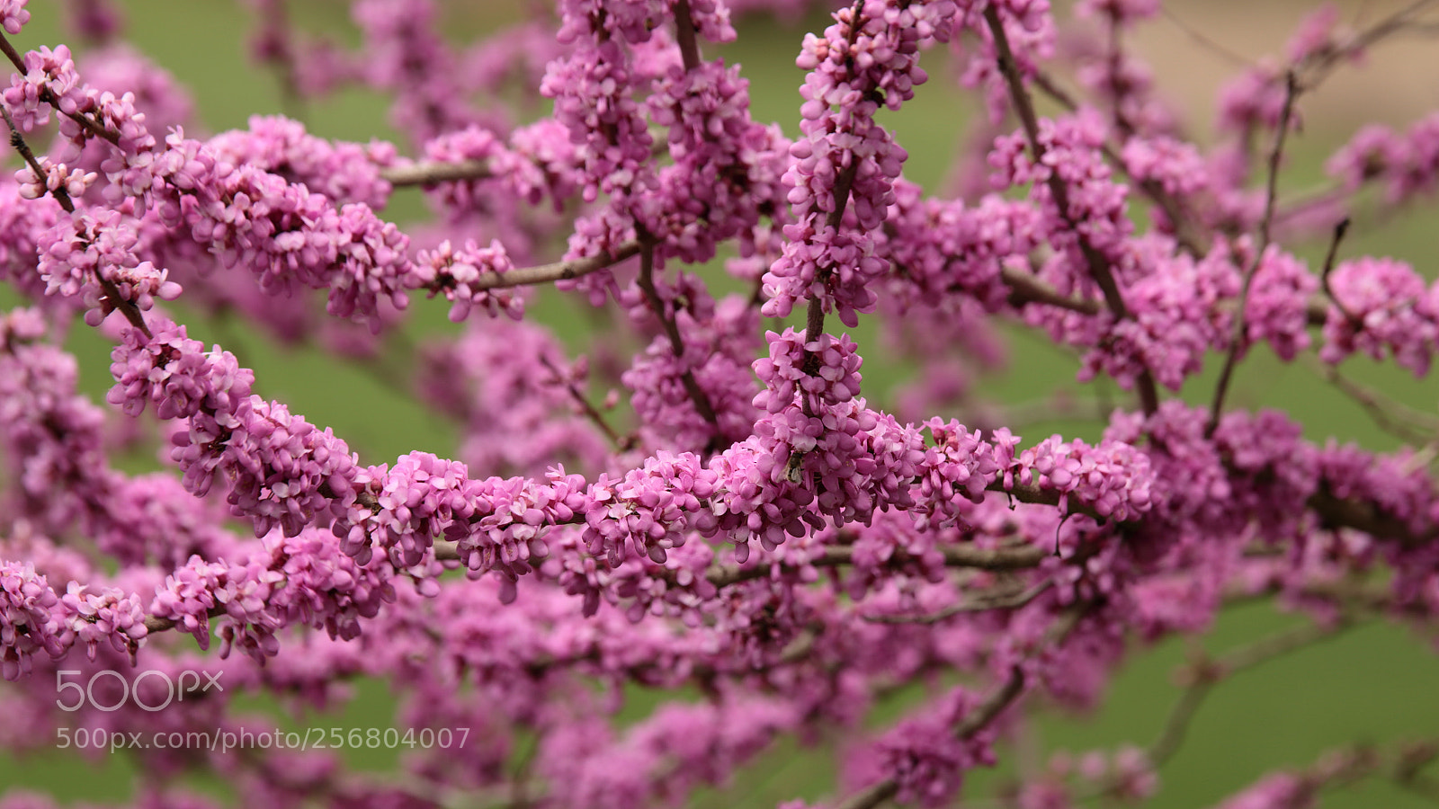 Canon EOS 70D sample photo. Pink explosion photography