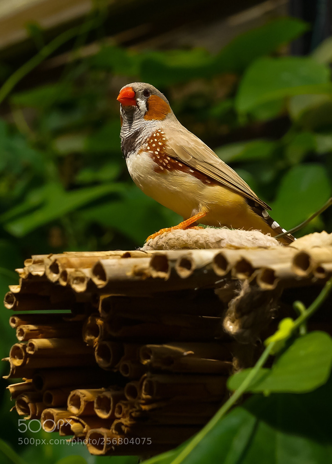 Sony SLT-A77 sample photo. Bird photography