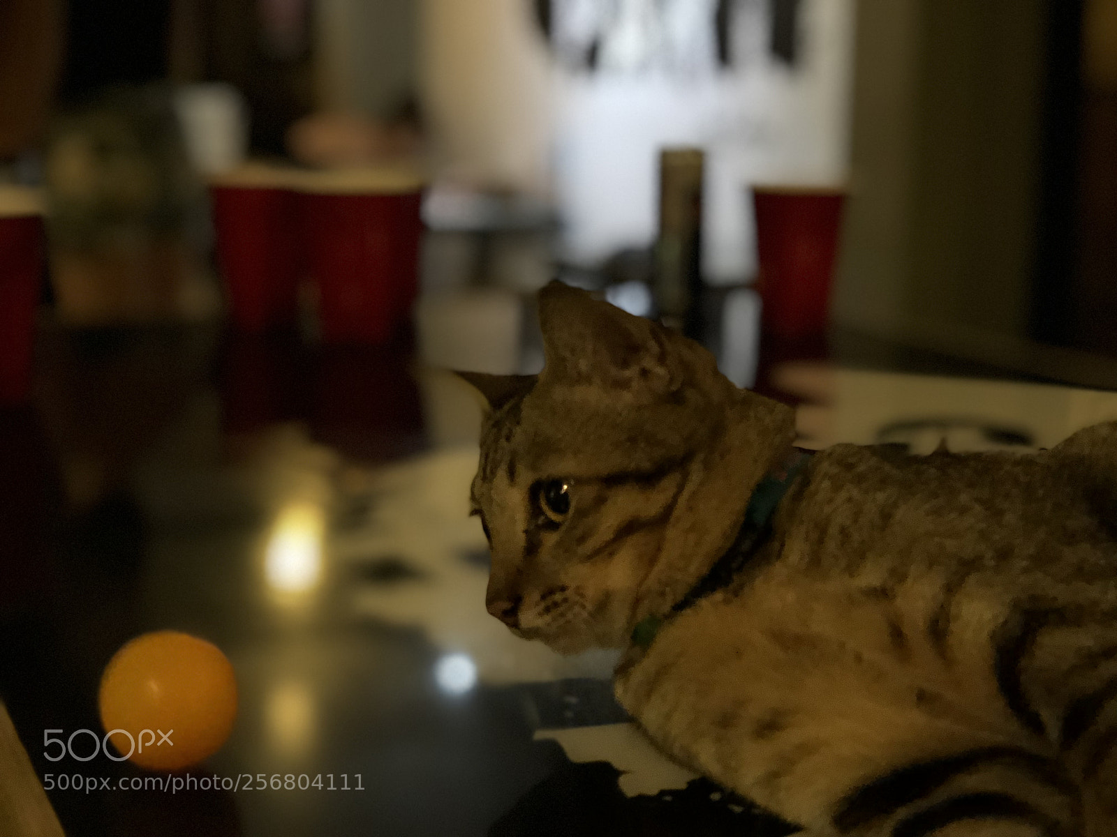 Apple iPhone X sample photo. A cat as a photography