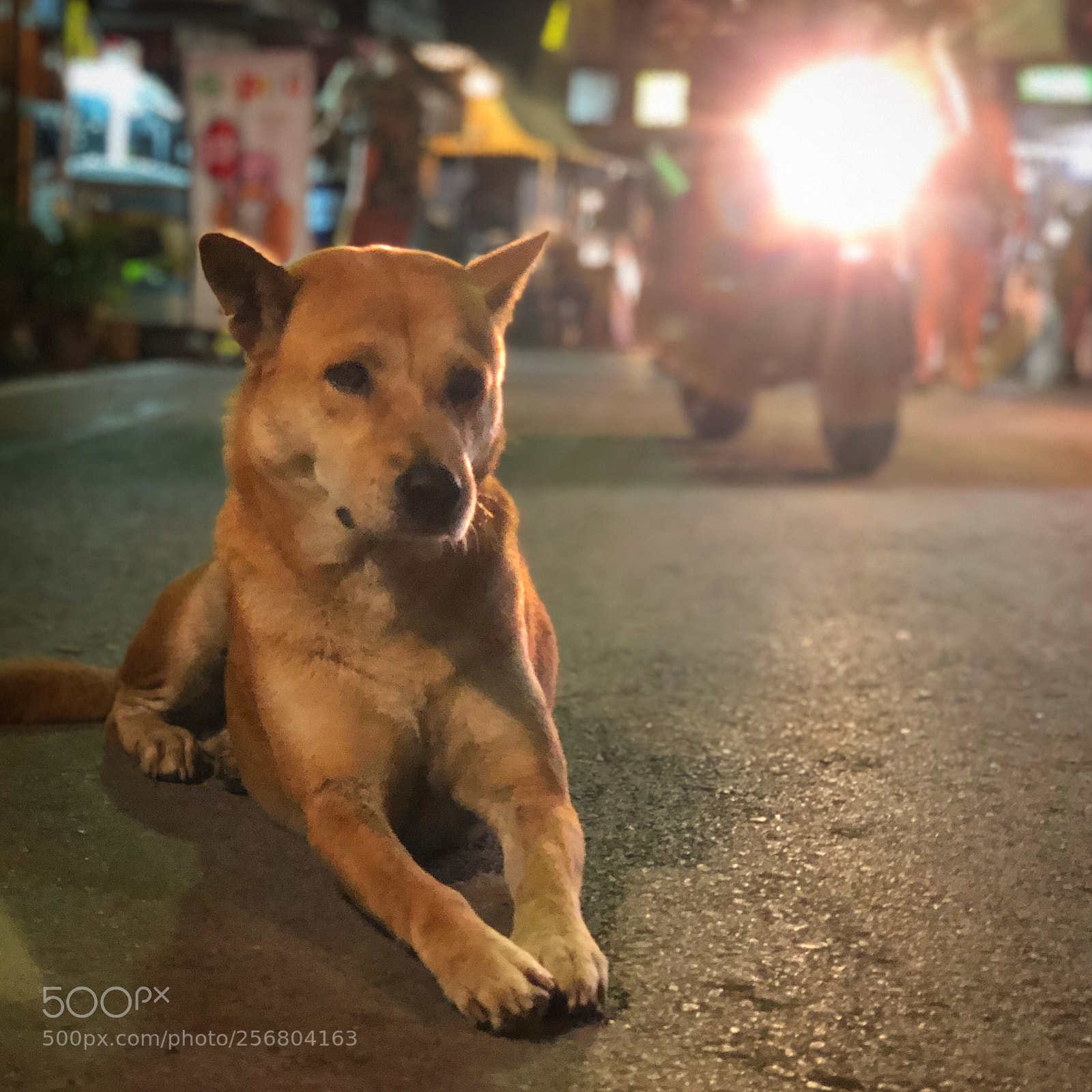 Apple iPhone X sample photo. Dog in the walking photography