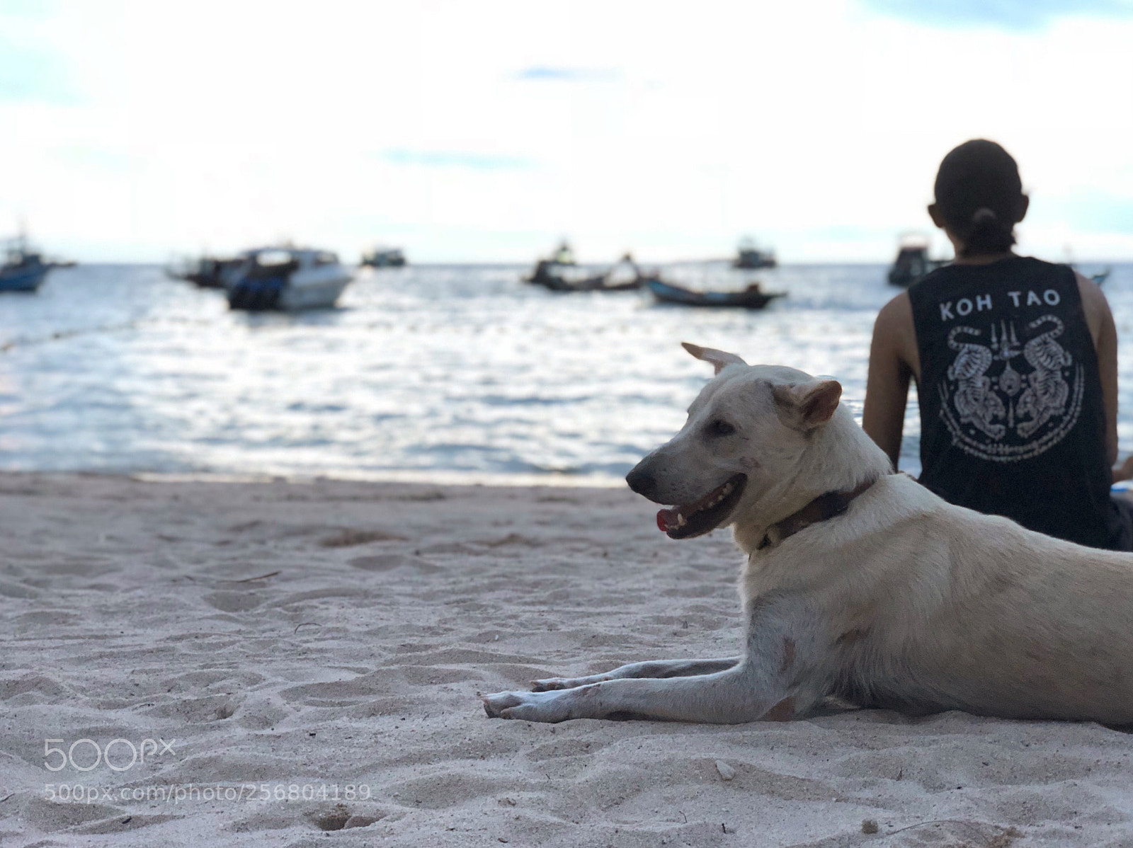 Apple iPhone X sample photo. Dog and sunset in photography