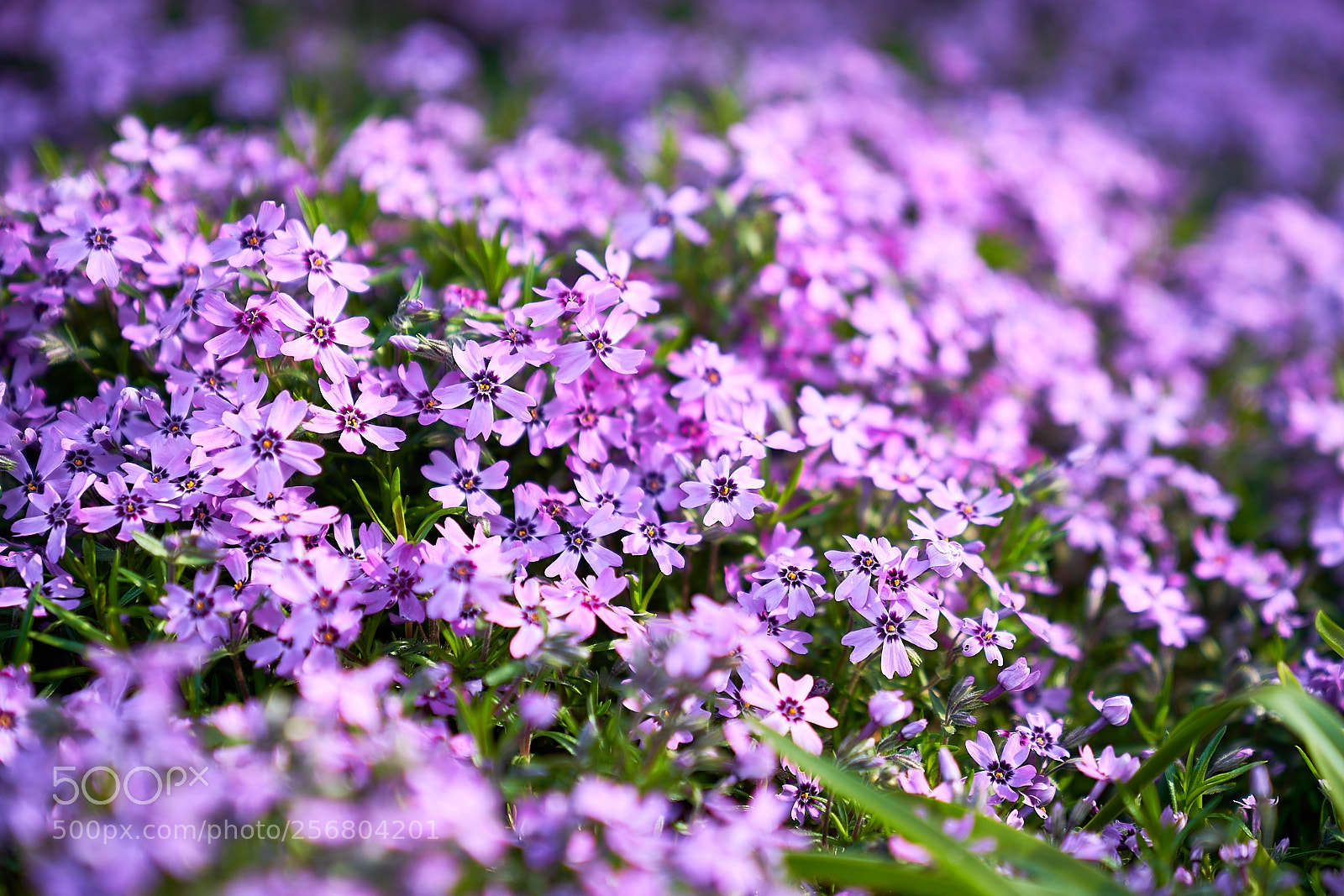 Sony a7R III sample photo. Day one hundred twenty photography