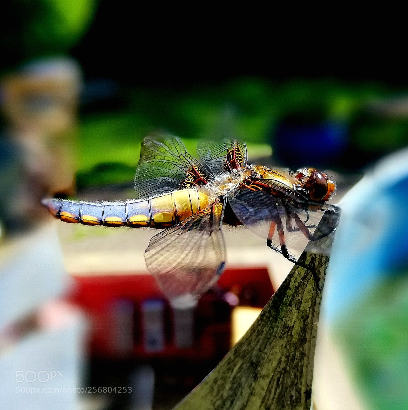 HUAWEI Mate 10 Lite sample photo. Taking a rest photography