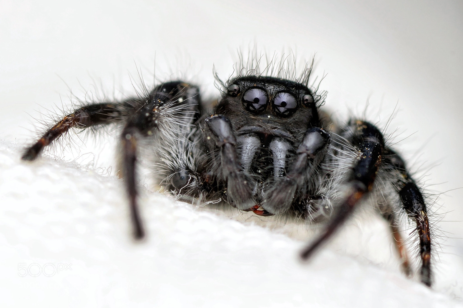 Nikon D3300 sample photo. Carrhotus xanthogramma male(3) photography