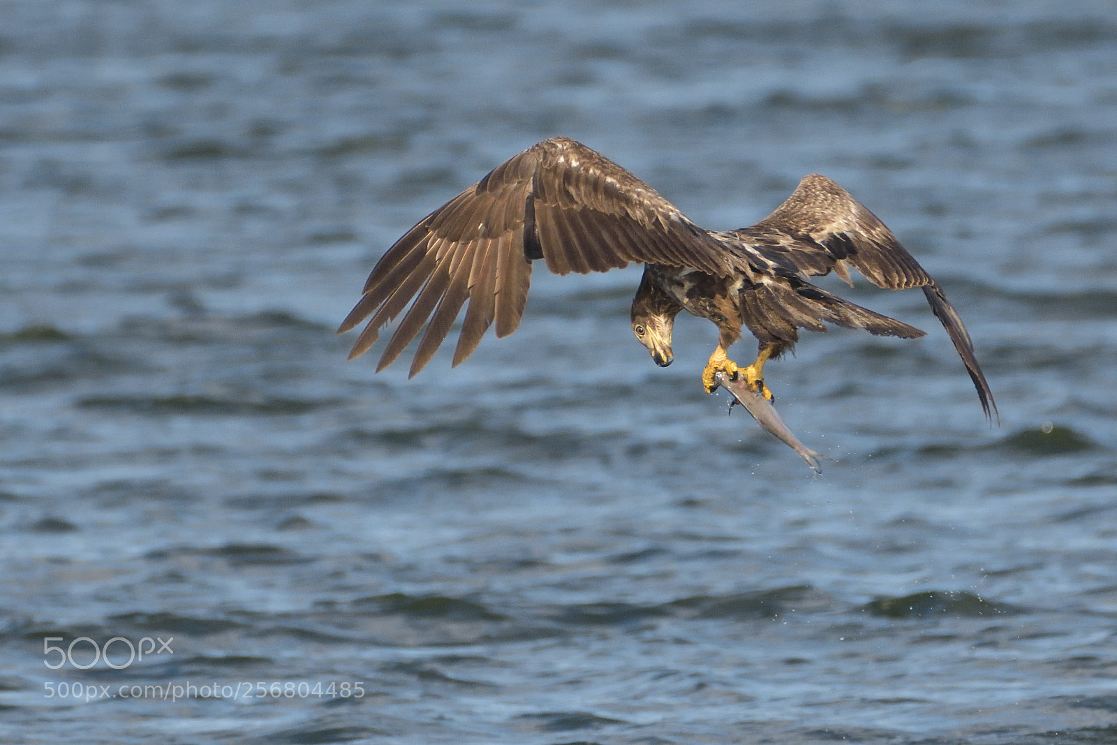 Nikon D7200 sample photo. Bald eagle photography