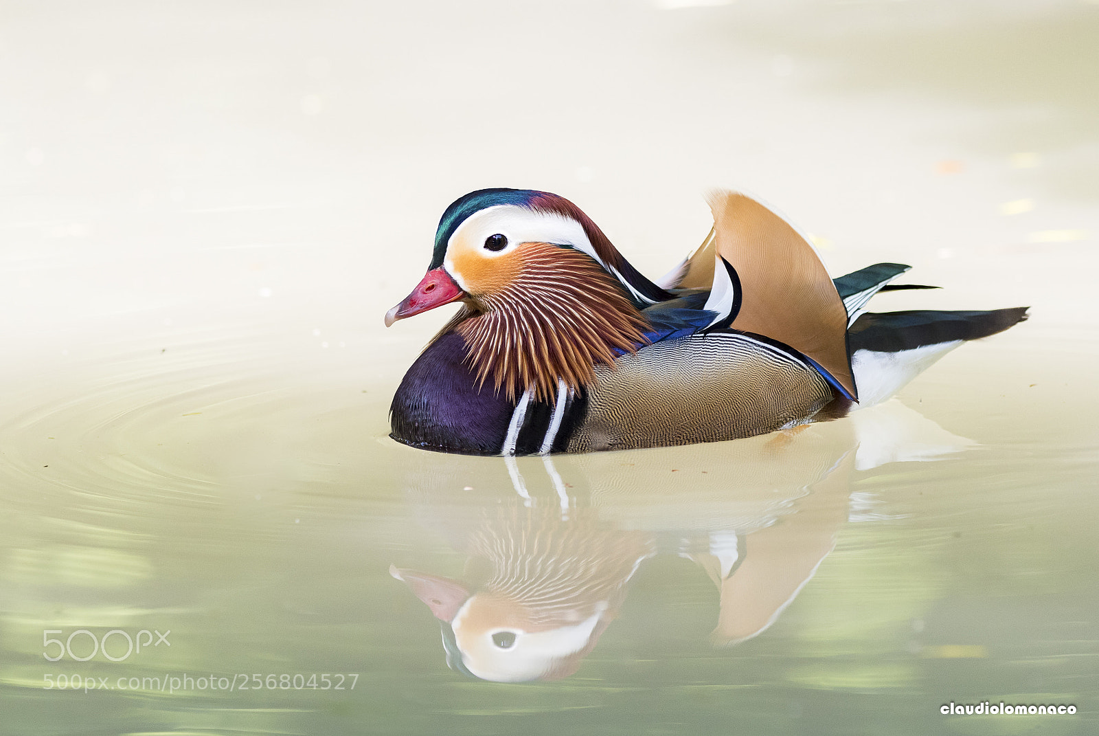 Nikon D500 sample photo. Mandarin duck photography