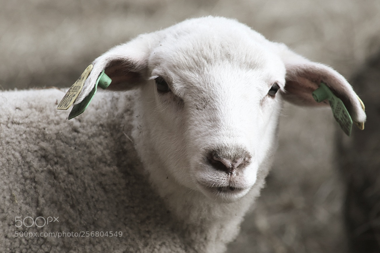 Canon EOS 5D Mark II sample photo. Sheepworld photography