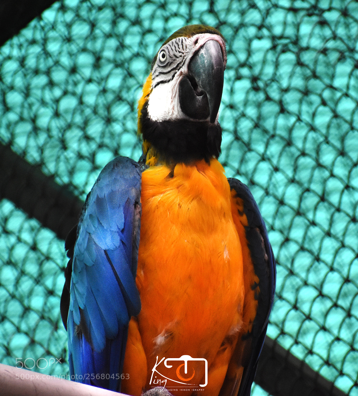 Nikon D3400 sample photo. Colour full parrot photography