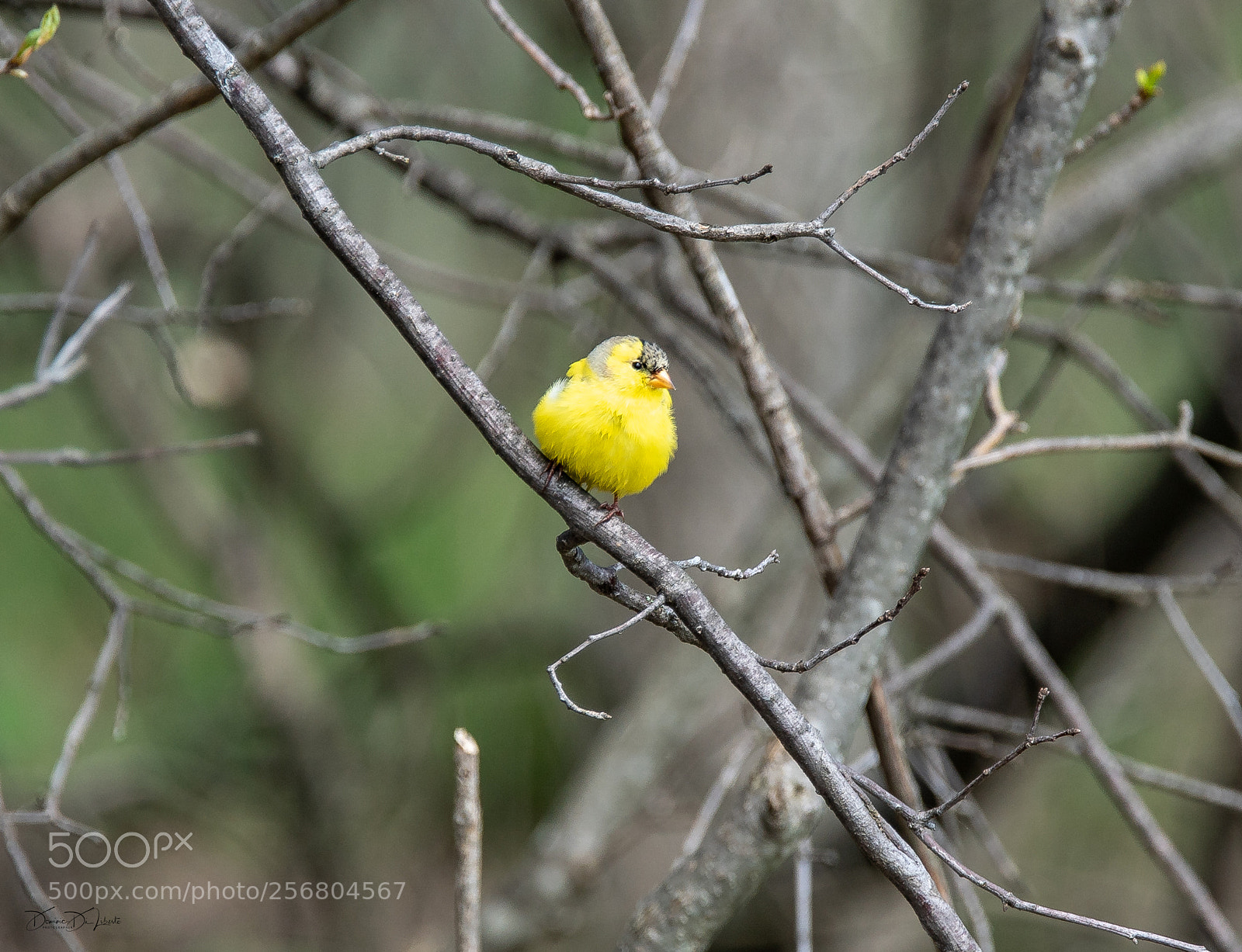Sony ILCA-77M2 sample photo. A little birding today photography