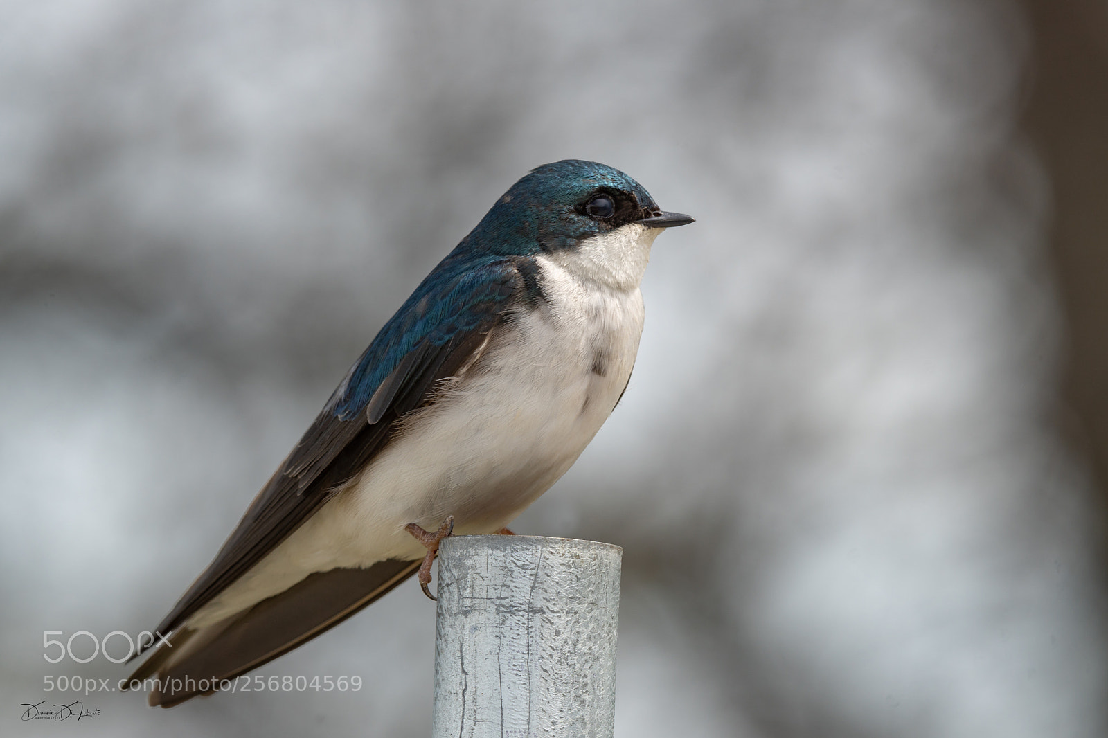 Sony ILCA-77M2 sample photo. A little birding today photography