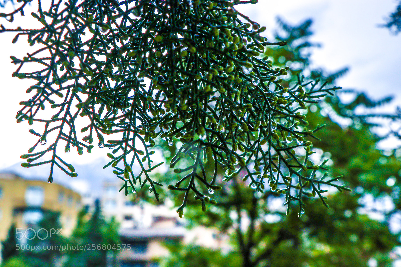 Canon EOS 80D sample photo. Raining photography