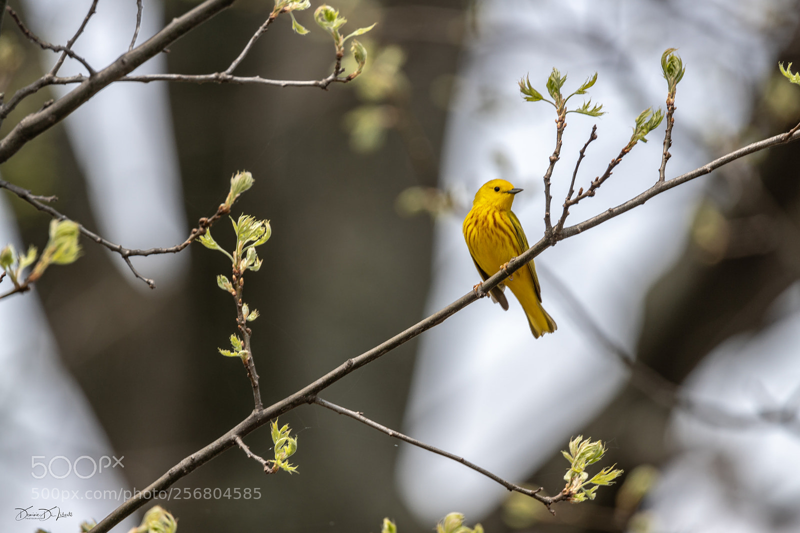 Sony ILCA-77M2 sample photo. A little birding today photography