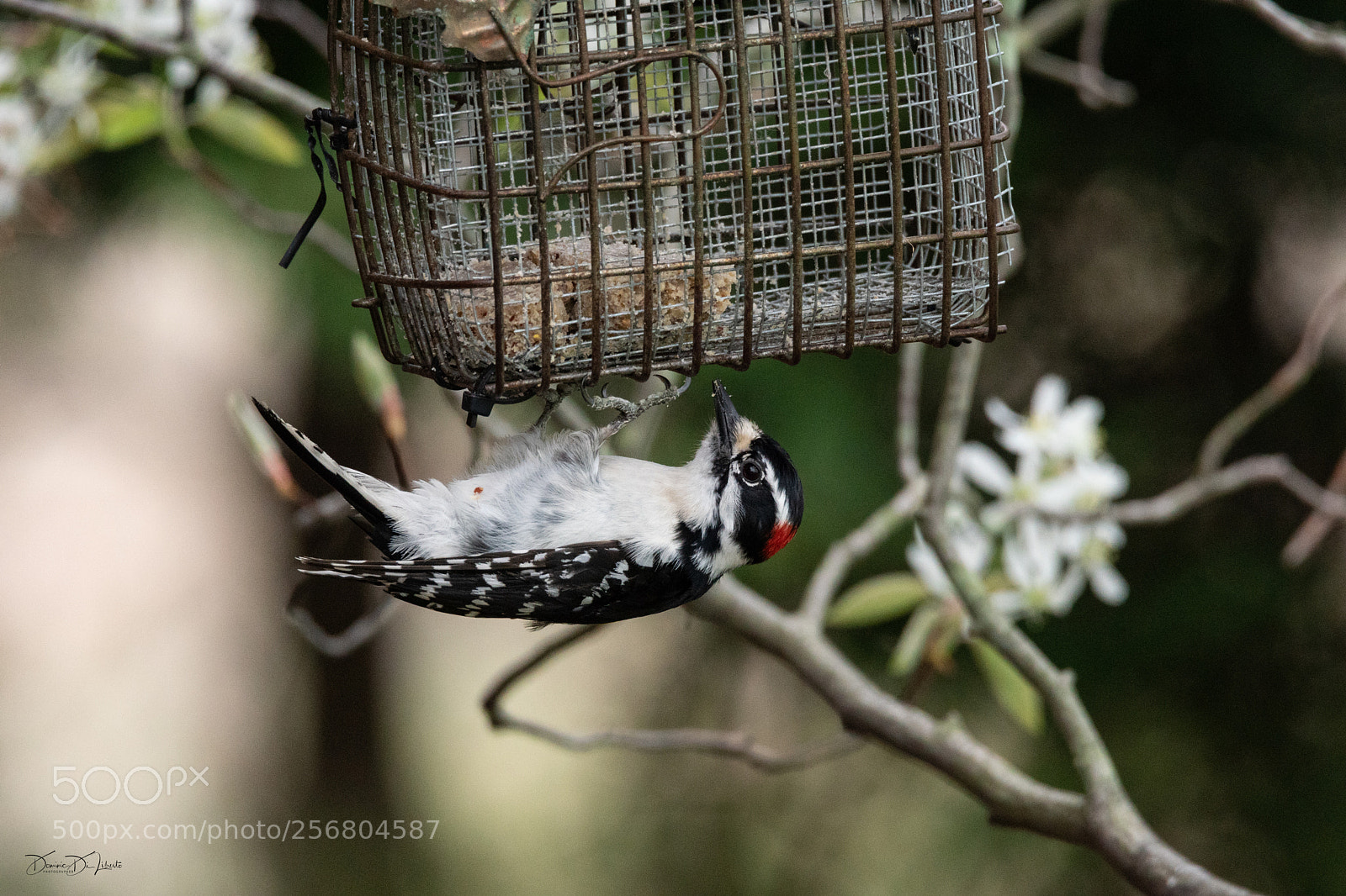 Sony ILCA-77M2 sample photo. A little birding today photography