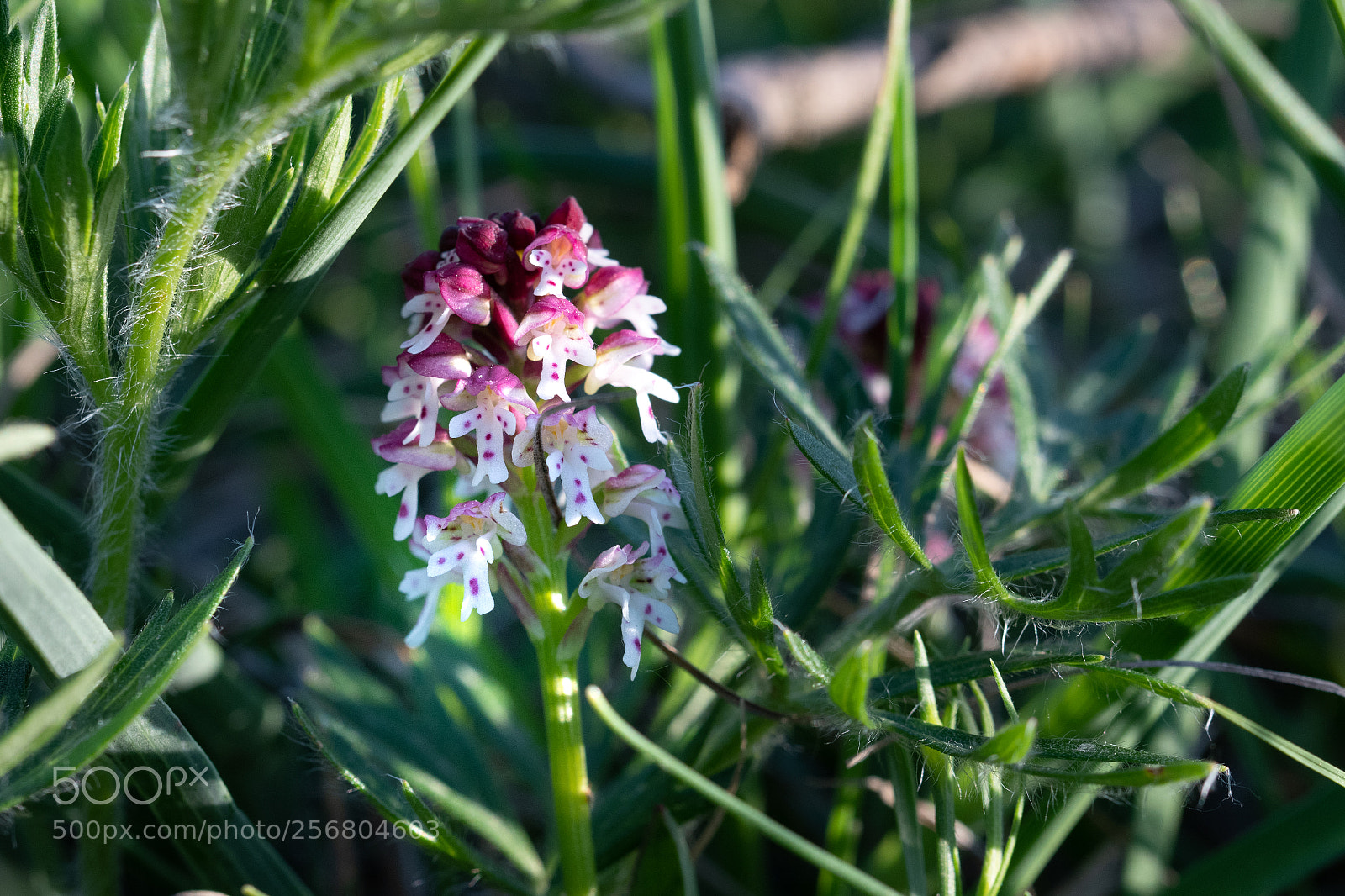 Nikon D850 sample photo. Brand-knabenkraut photography
