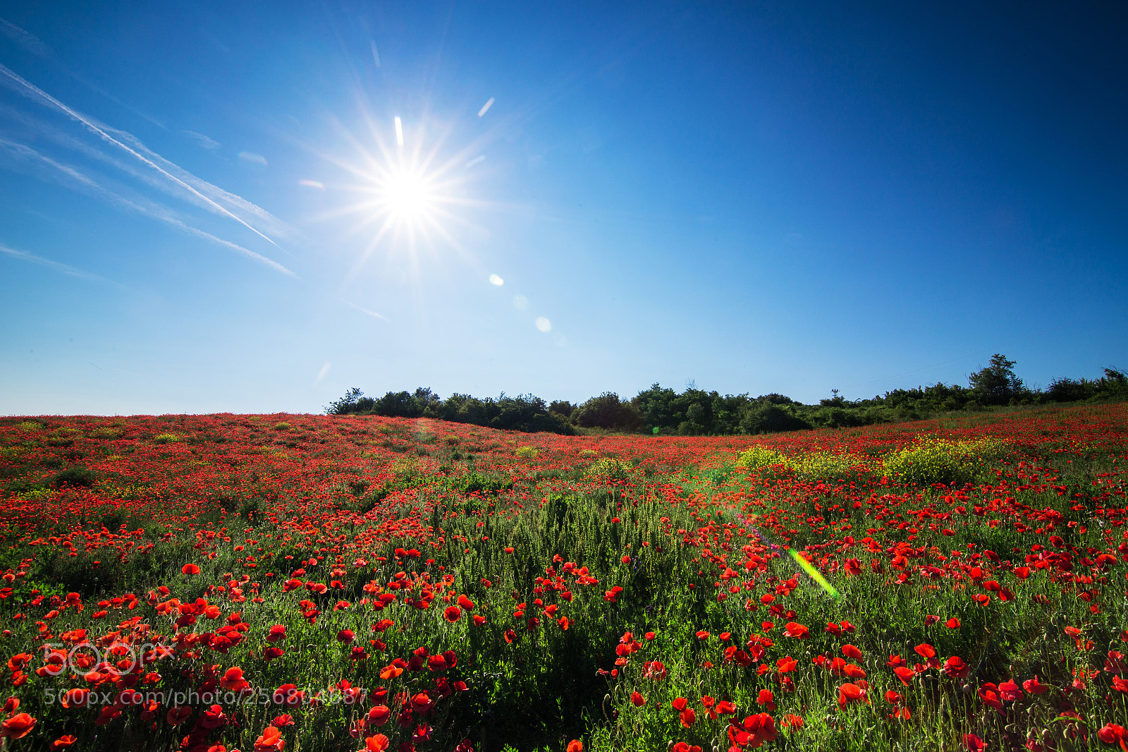 Canon EOS 6D sample photo. Poppy photography