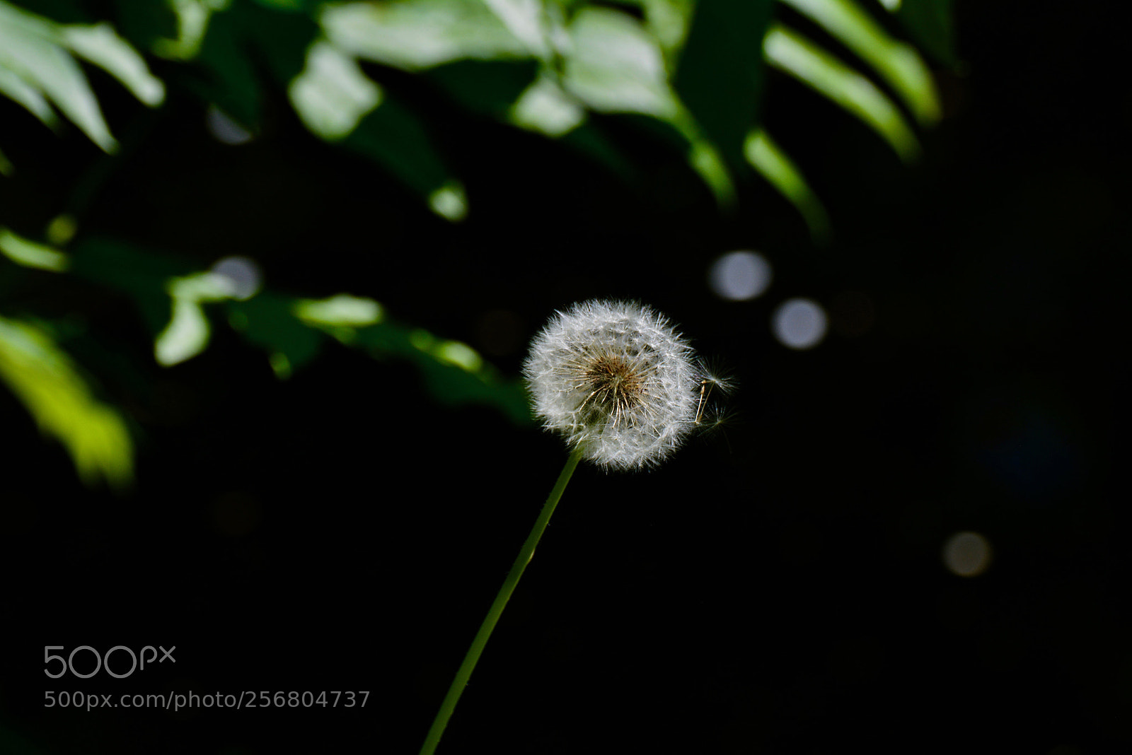 Nikon D5200 sample photo. Dandelion in berlin photography