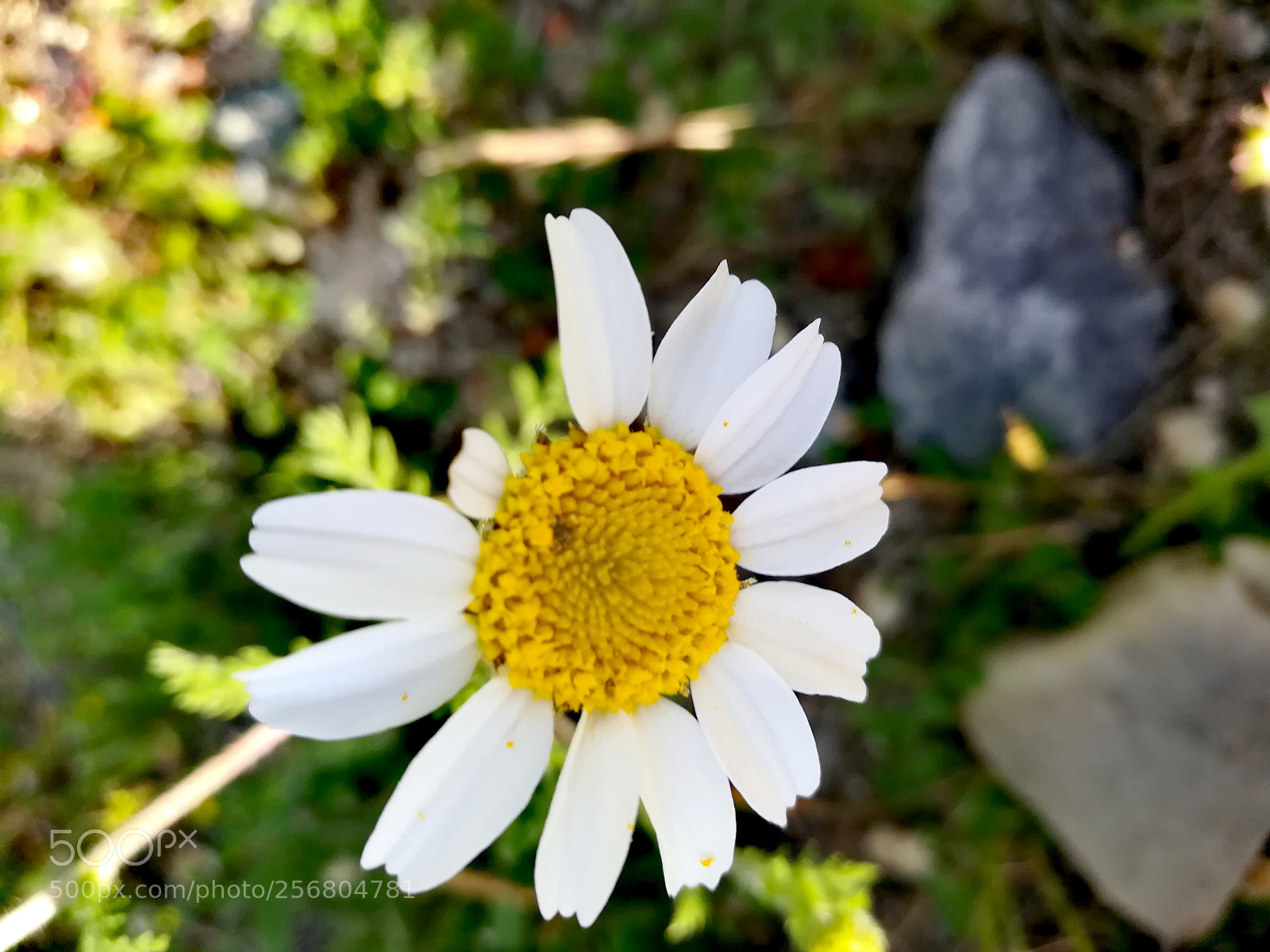 HUAWEI honor 6x sample photo. Untitled photography