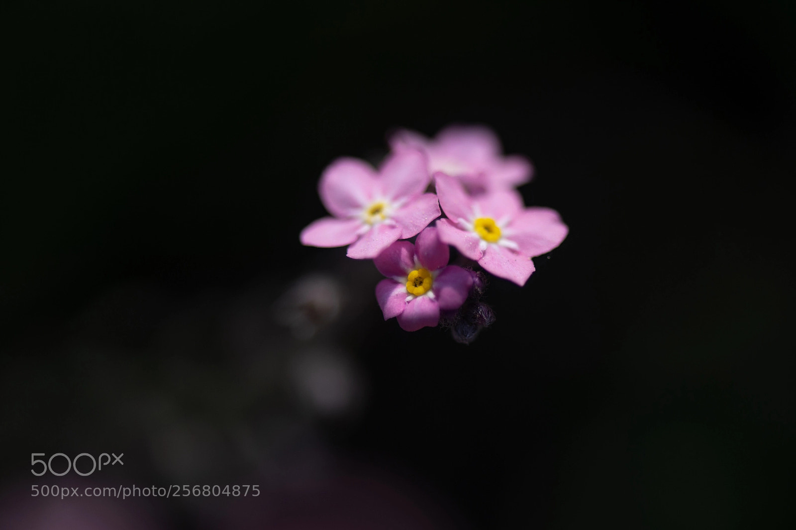 Nikon Df sample photo. Pink “forget me not” photography