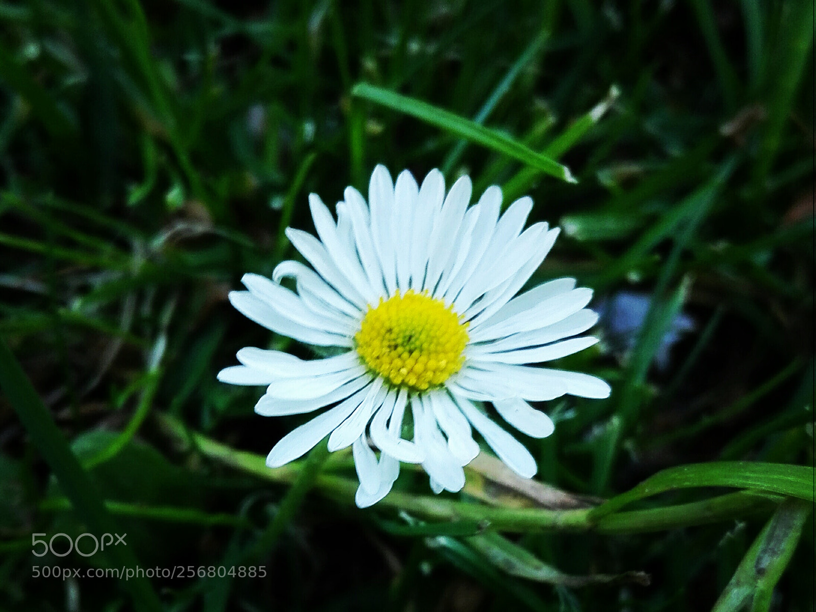 HUAWEI P8 Lite sample photo. Lowland white flowers photography
