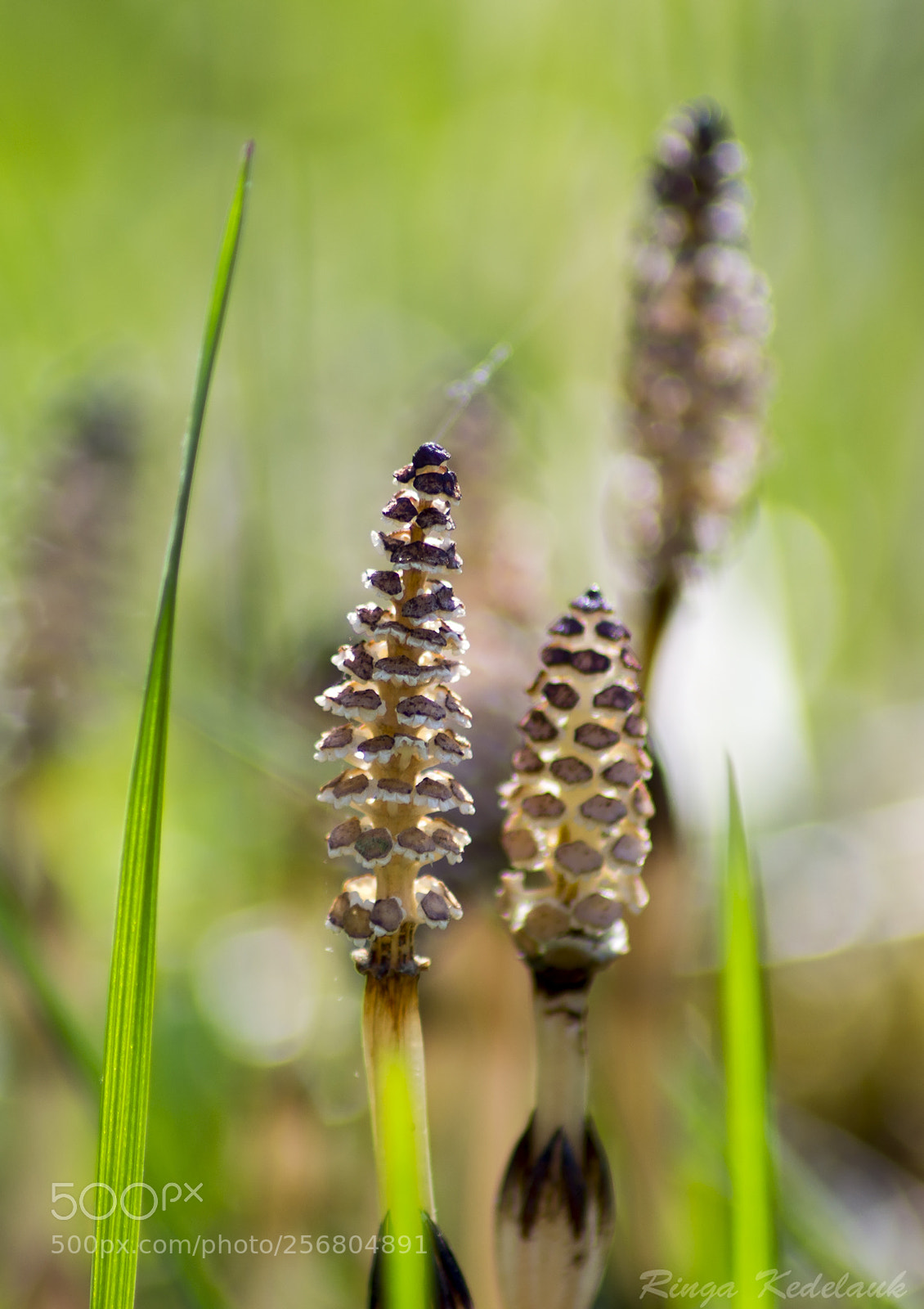 Nikon D3100 sample photo. Common horsetail photography