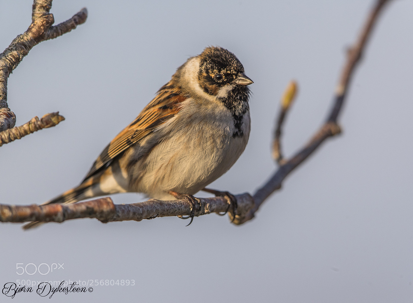 Canon EOS-1D X Mark II sample photo. Reed buntings photography
