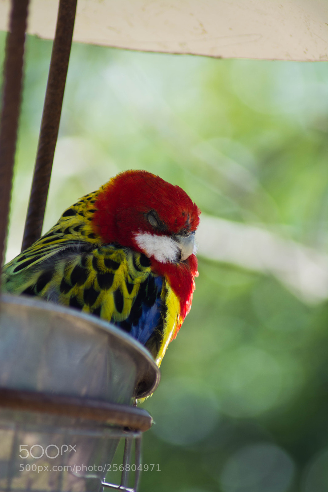 Nikon D5200 sample photo. Little bird. photography