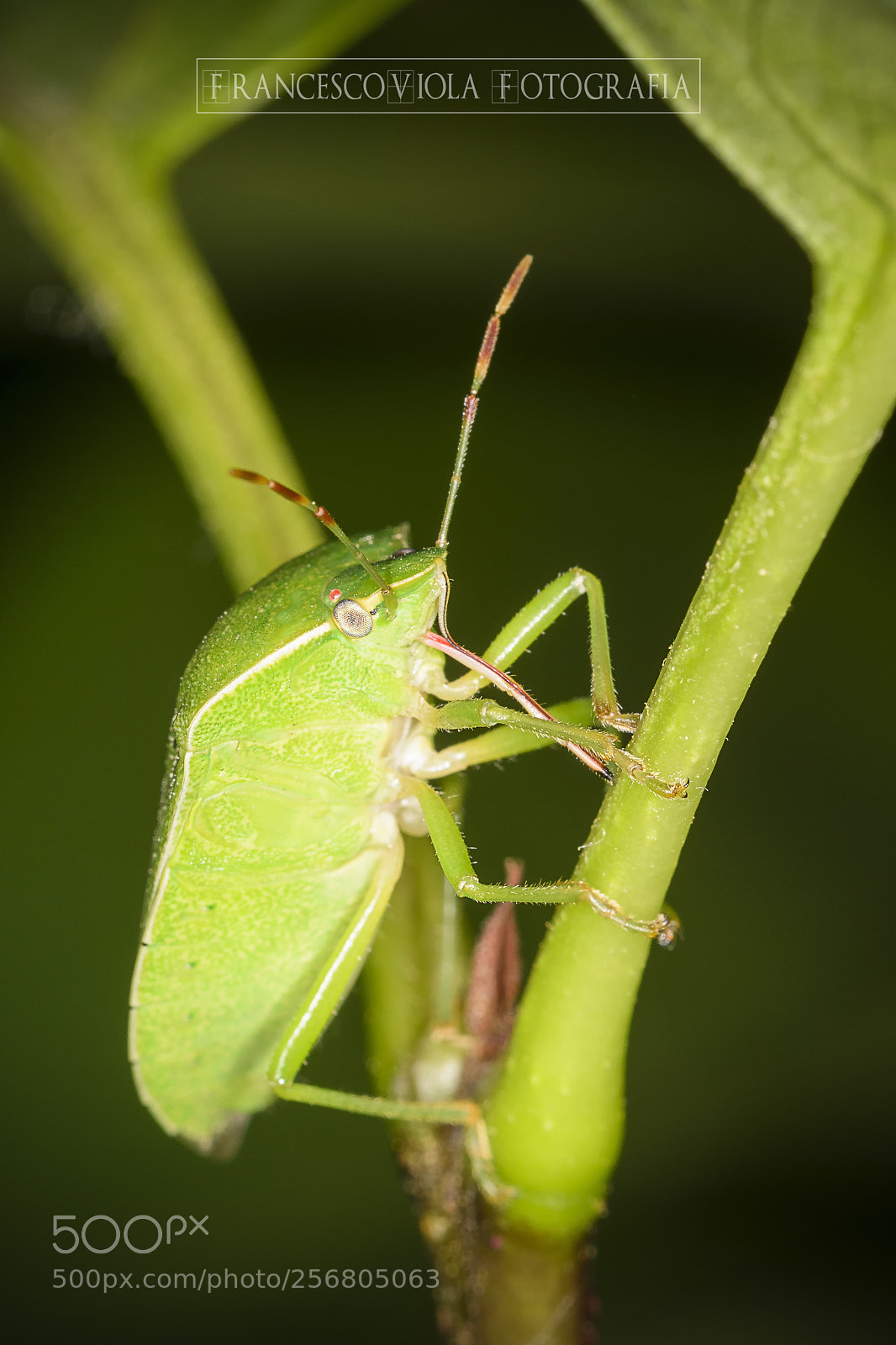 Nikon D7100 sample photo. Green bug photography