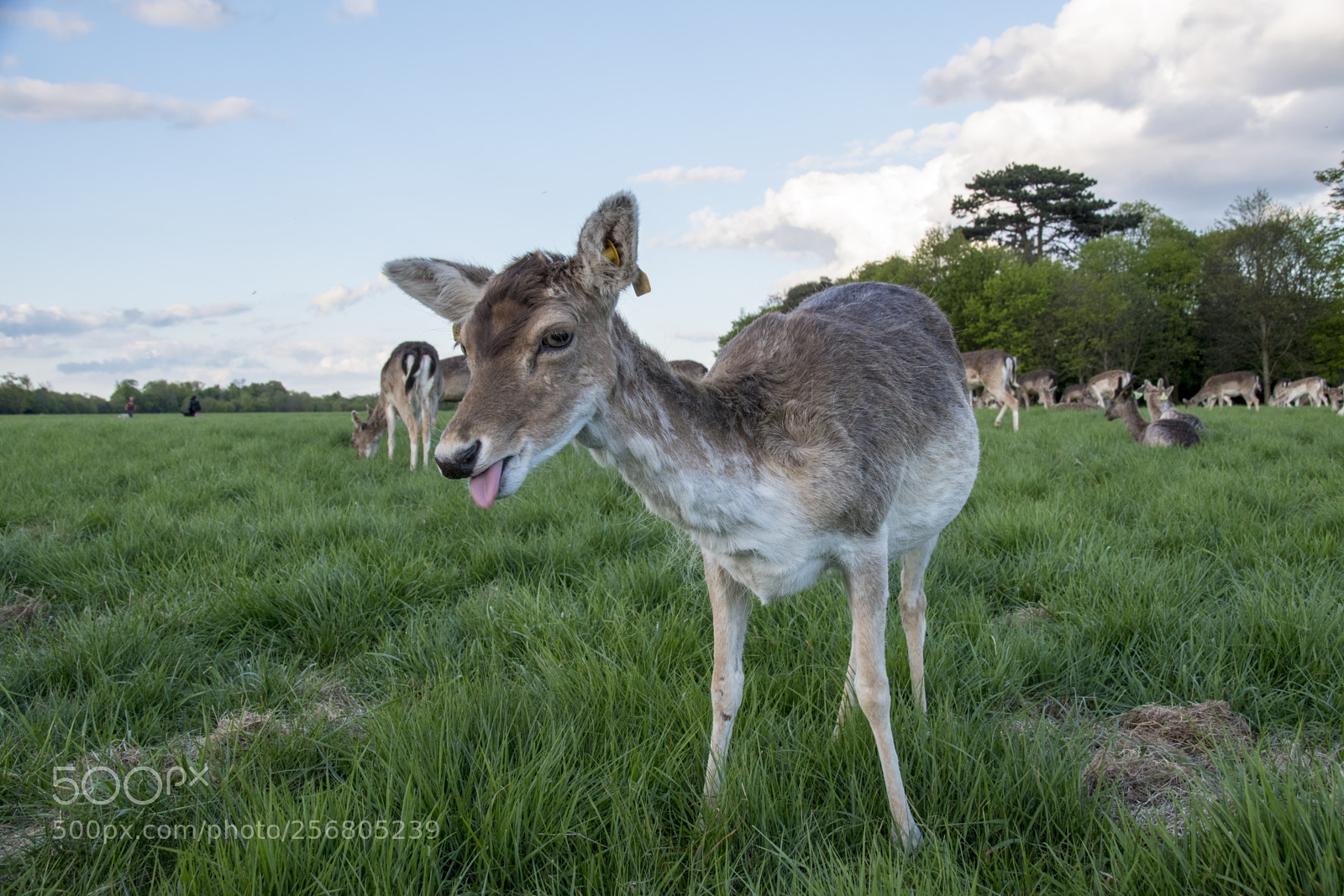 Nikon D5500 sample photo. Silly deer photography