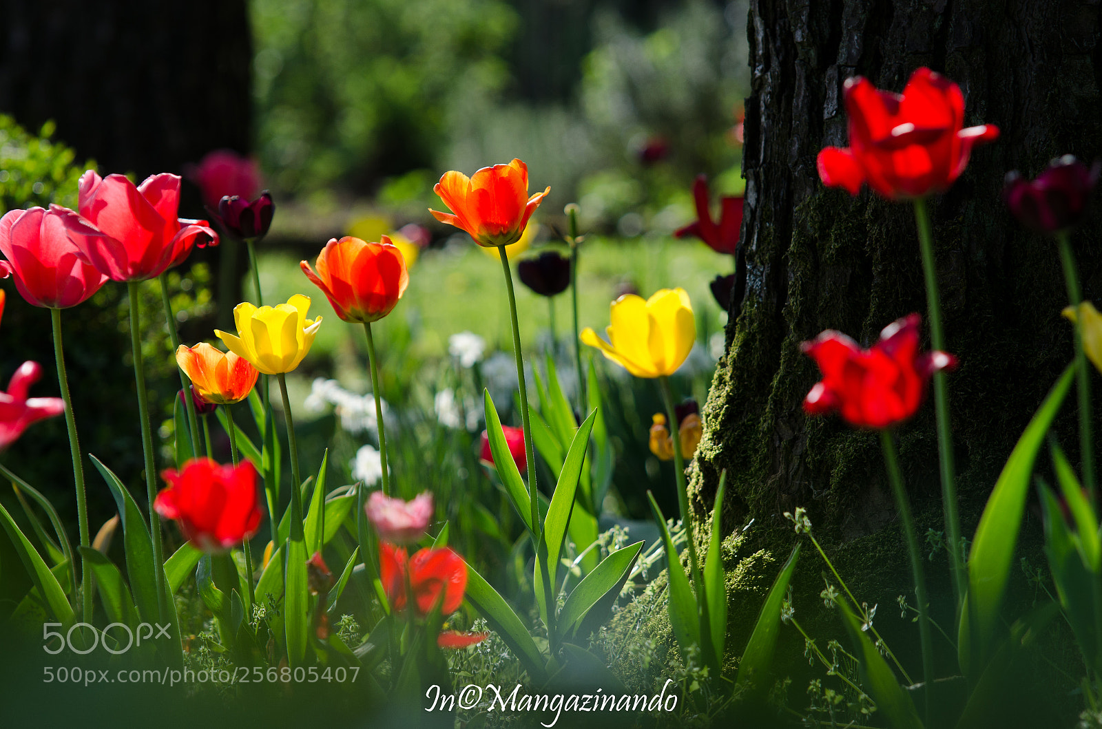 Nikon D5100 sample photo. Tulipani montevecchia photography