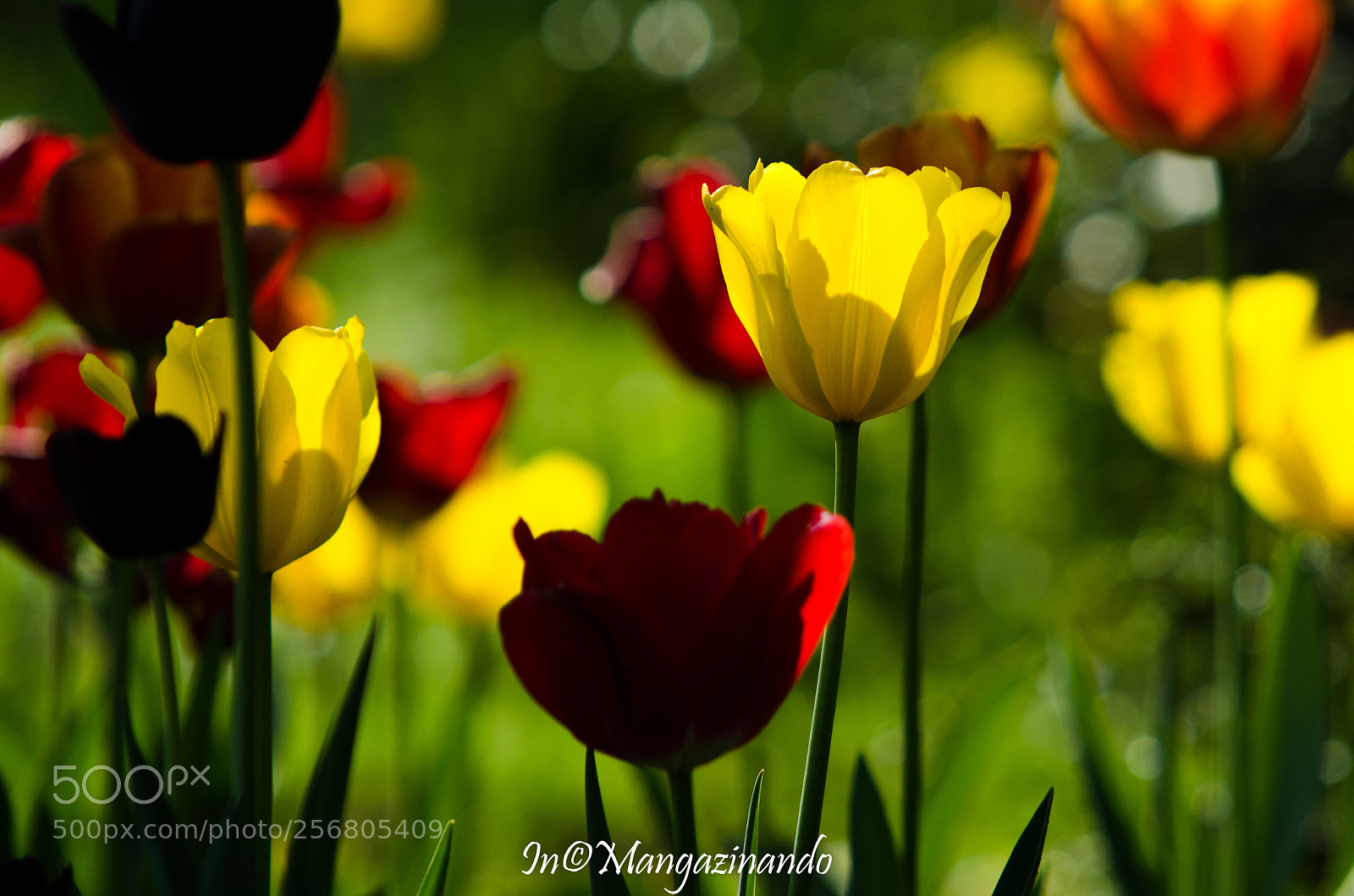 Nikon D5100 sample photo. Tulipani montevecchia photography