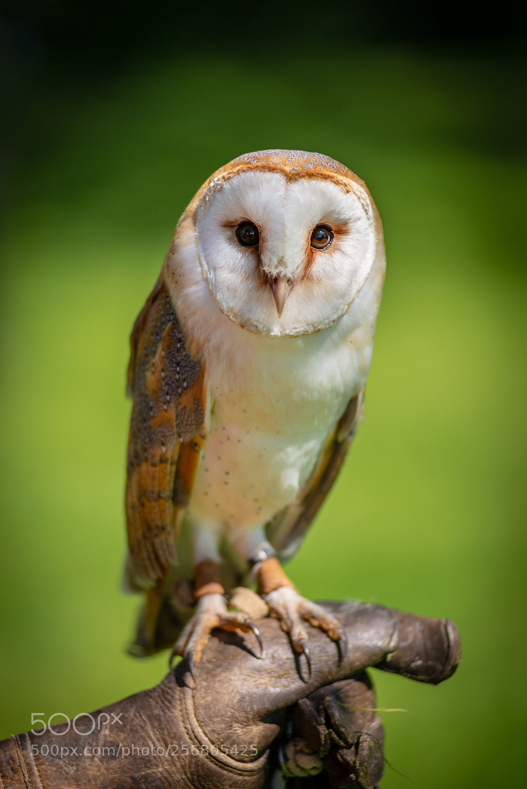 Nikon D610 sample photo. You can almost feel photography