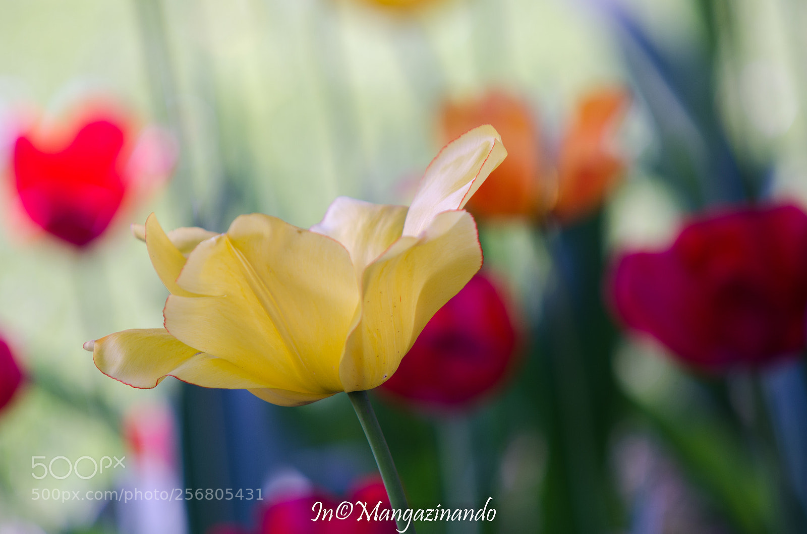 Nikon D5100 sample photo. Tulipani montevecchia photography